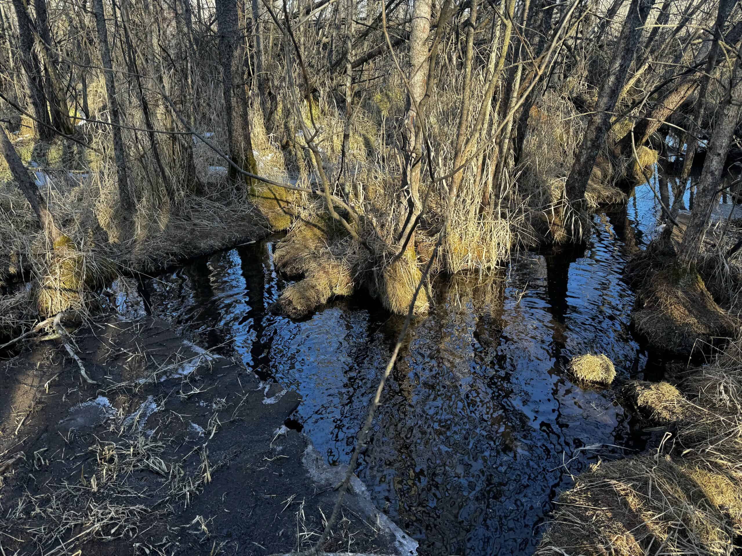 53 acre proven hunting property in Marquette County WI