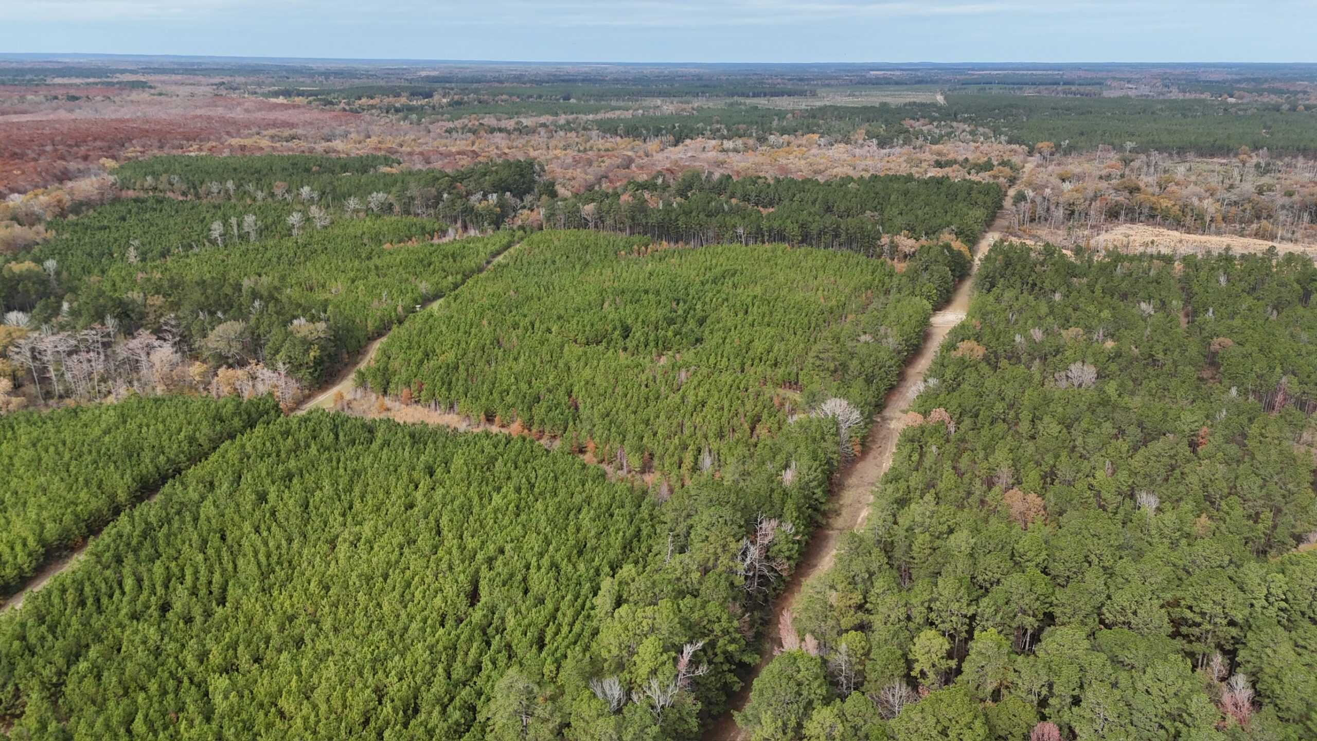 65+/- Acre Hunting Property and Homesite Near Kitterlin Bay
