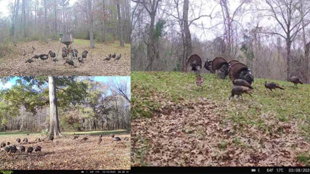 Hunting Land for Sale in The MS Delta