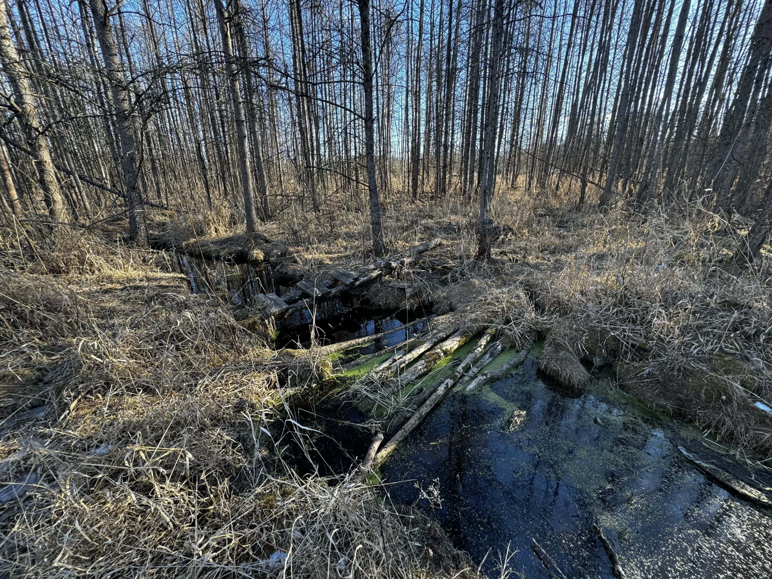 53 acre proven hunting property in Marquette County WI