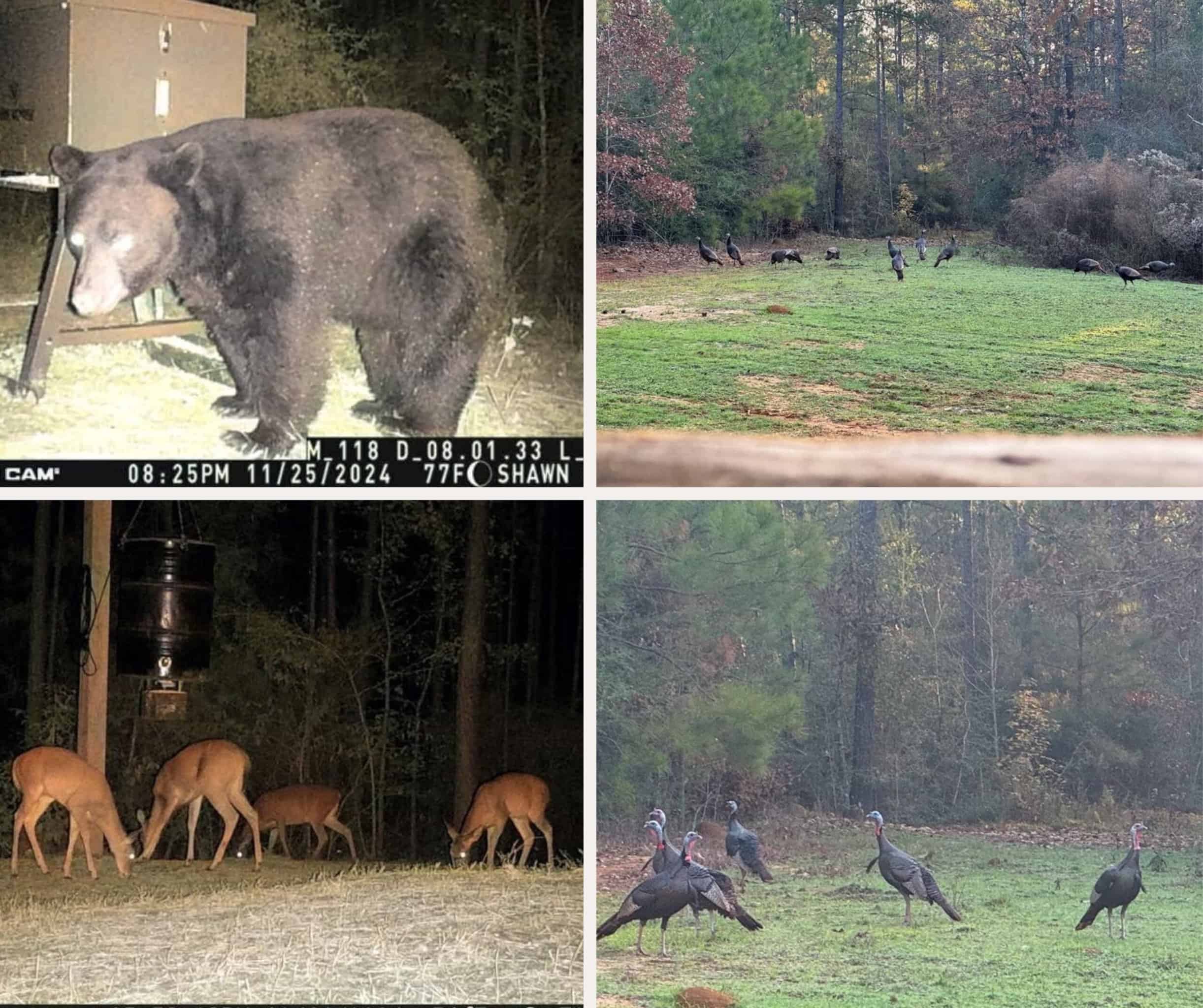 100 Acres in West Feliciana with 2 Bed/1 Bath Camp