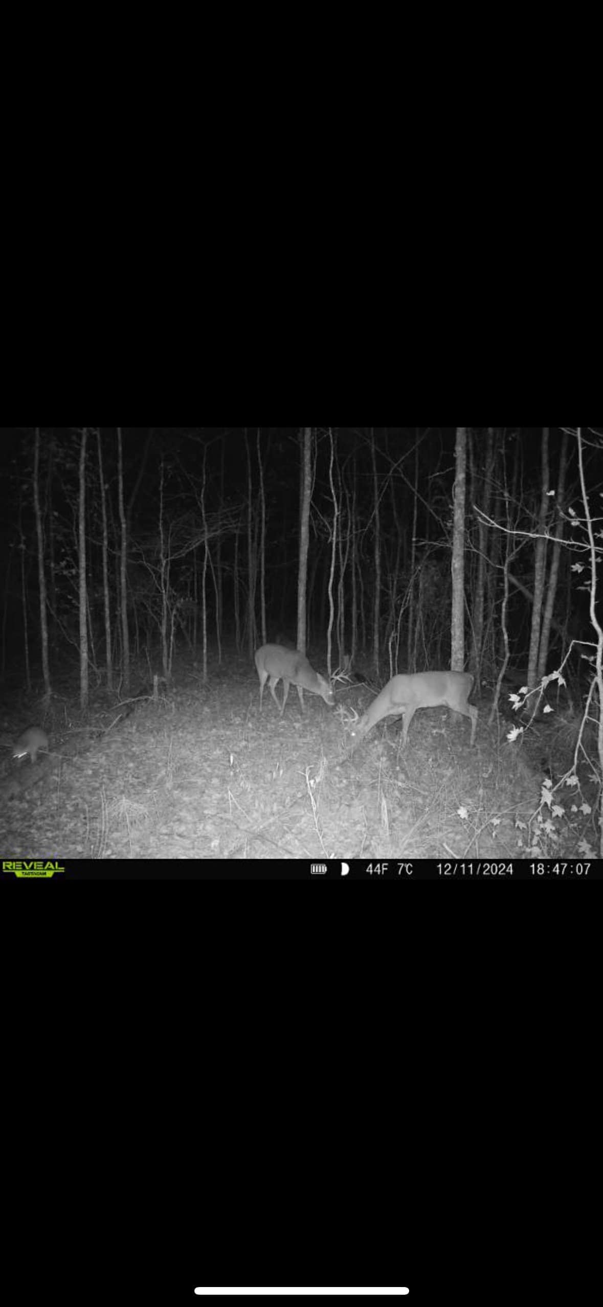 Duck and Deer Hunting Land with a Camp Spot for Sale
