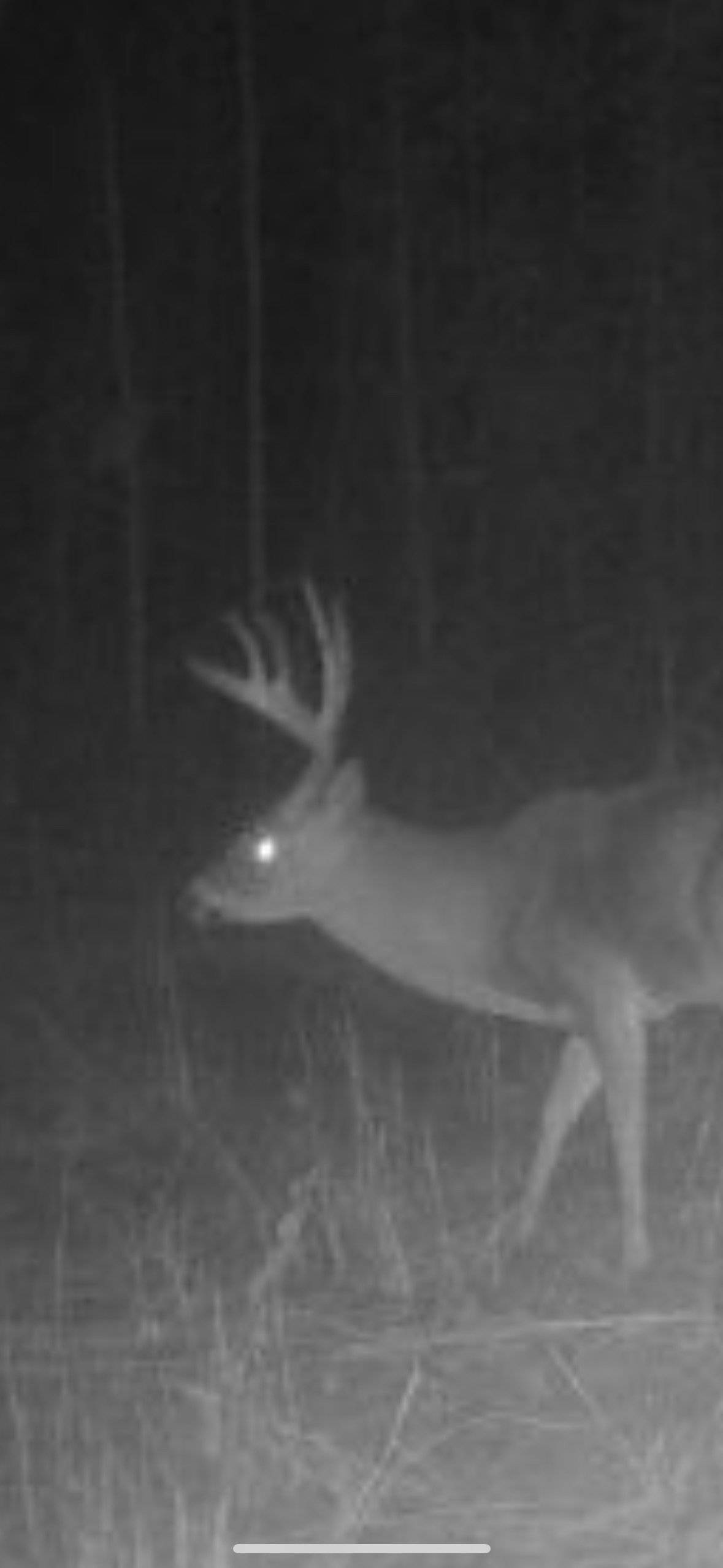 Duck and Deer Hunting Land with a Camp Spot for Sale