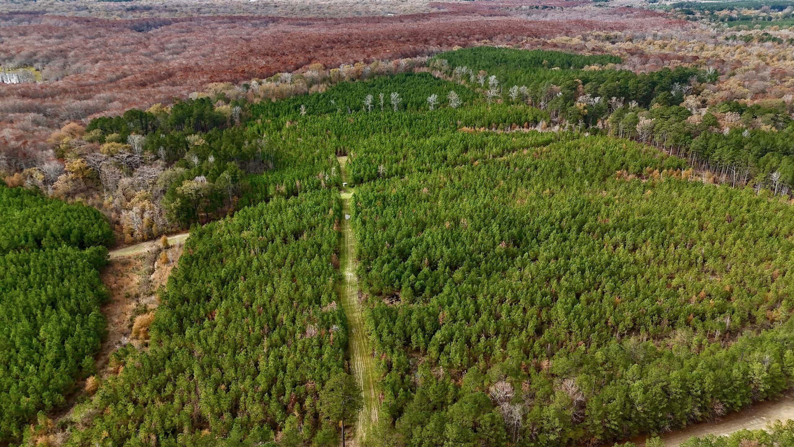 65+/- Acre Hunting Property and Homesite Near Kitterlin Bay
