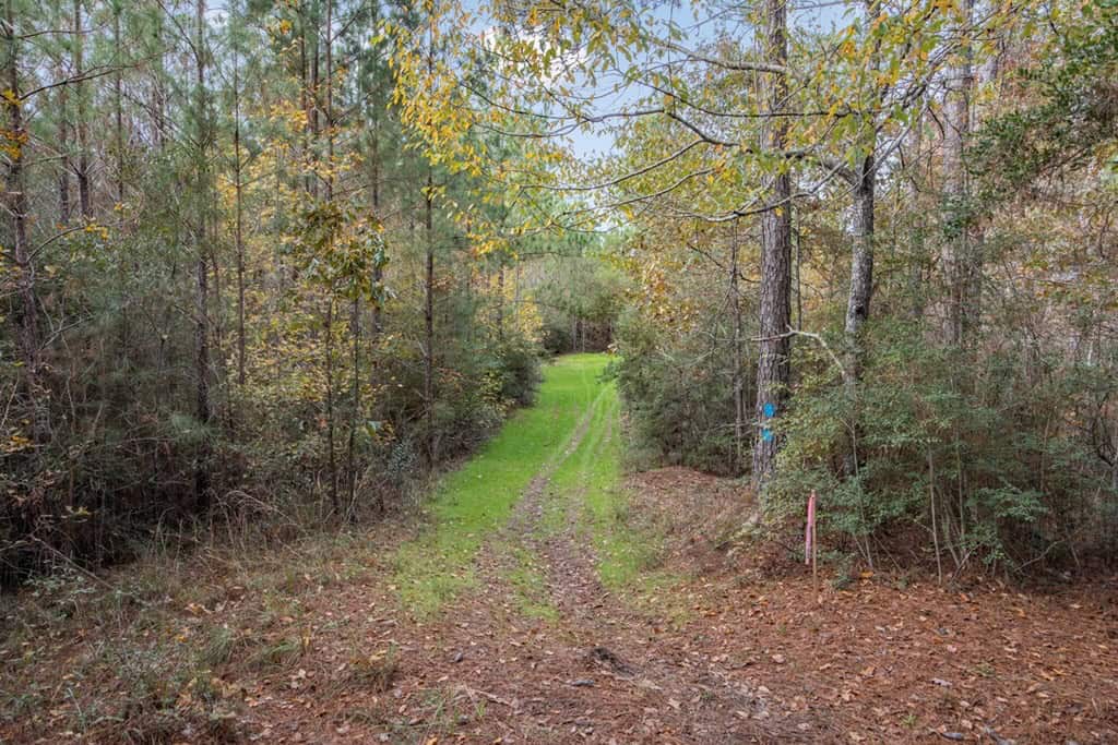 84+- Acres for Sale Connecting to Homochitto Forest - UC