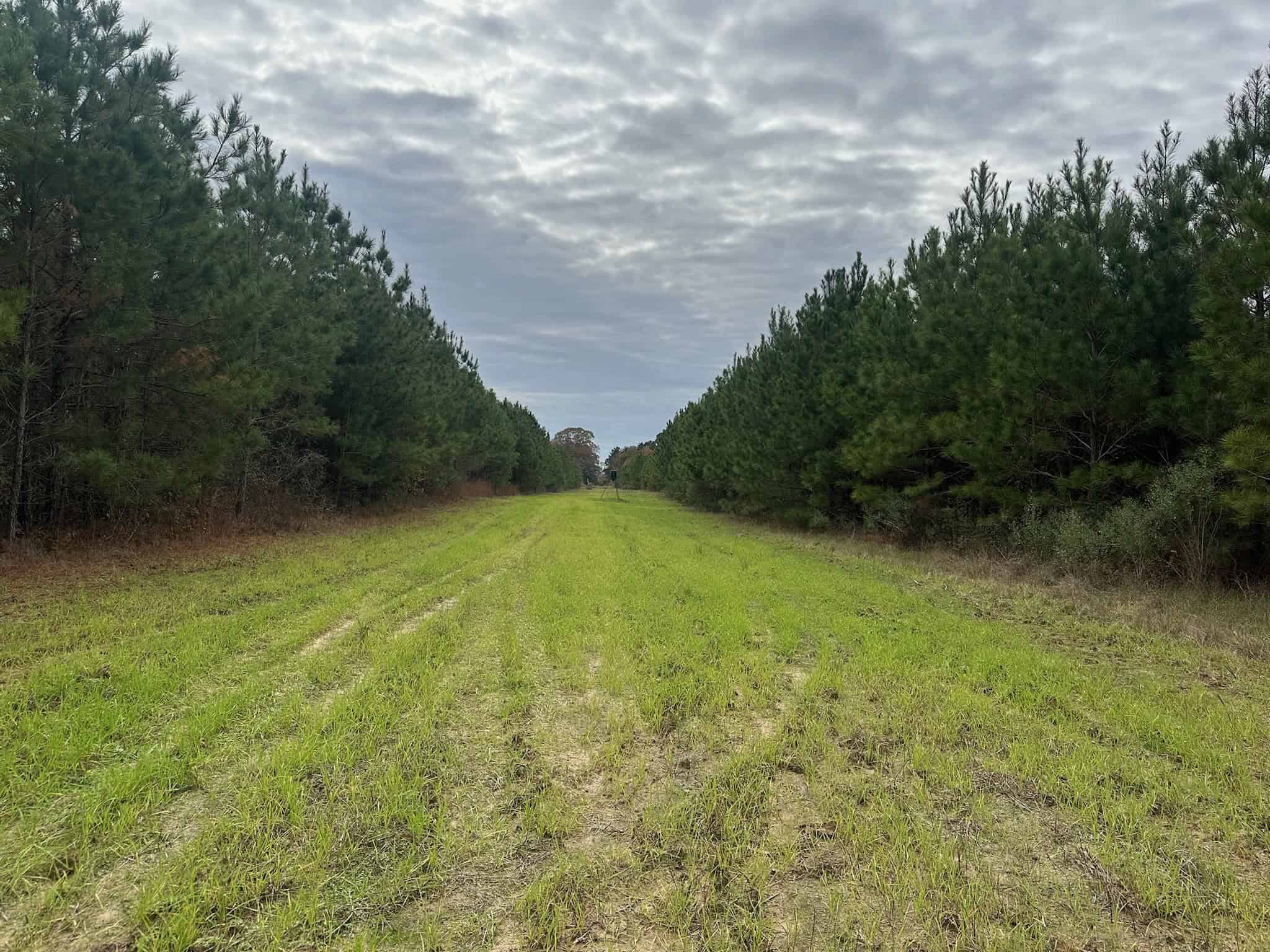 17+/- Acre Homesite and Hunting Property for Sale in Lasalle
