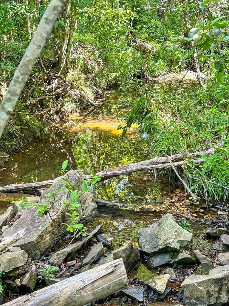 Legacy Investment & Trophy Hunting Estate | 105 Acres | Lunenburg County VA