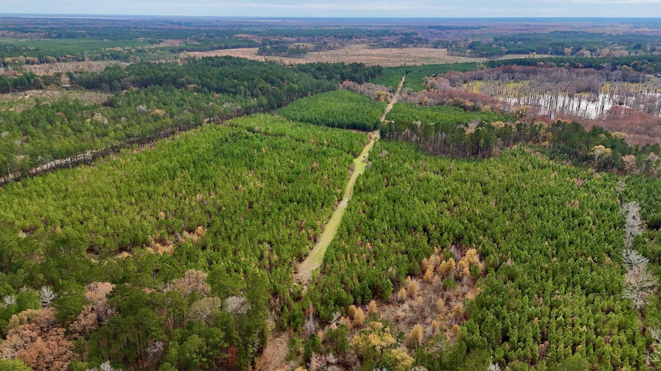 65+/- Acre Hunting Property and Homesite Near Kitterlin Bay