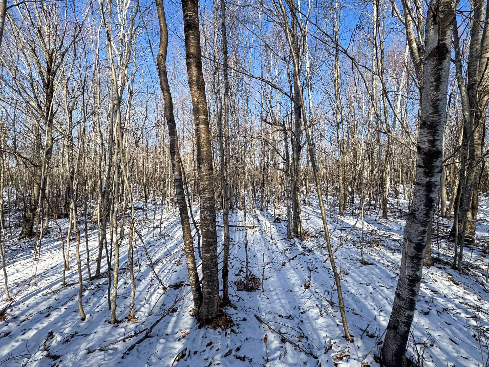 40 Acre Retreat Surrounded by The Downeast Lakes
