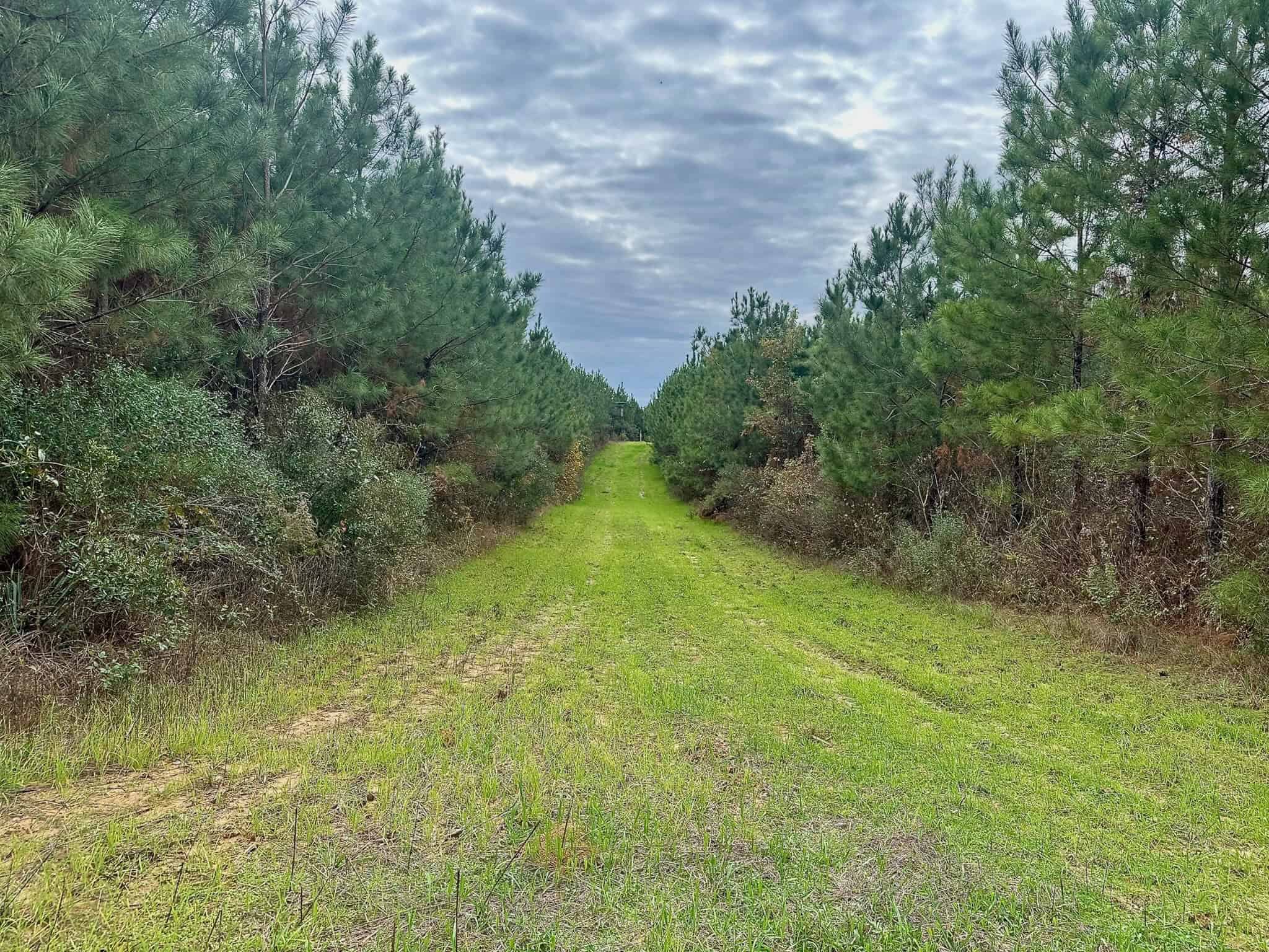 17+/- Acre Homesite and Hunting Property for Sale in Lasalle