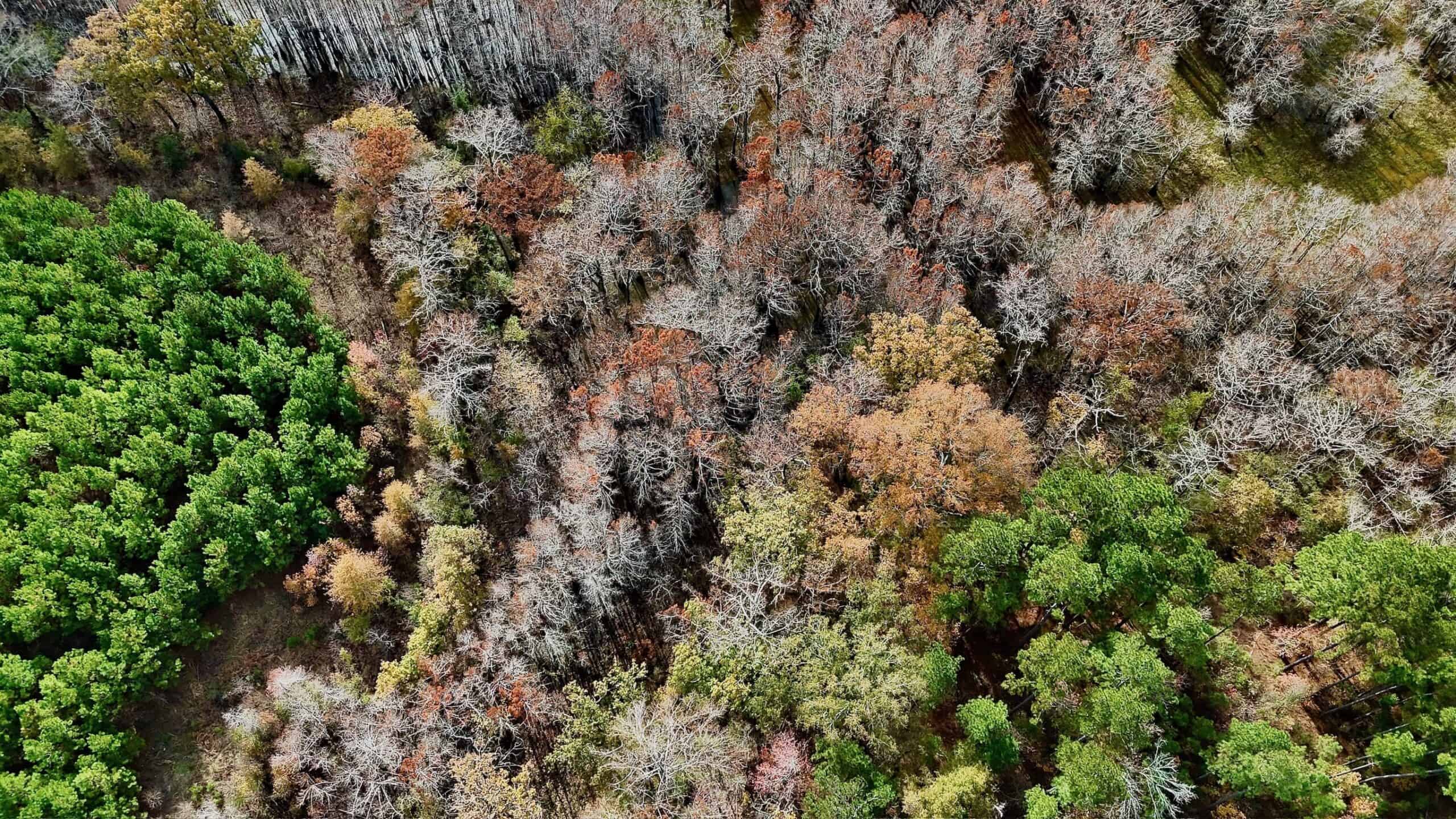 65+/- Acre Hunting Property and Homesite Near Kitterlin Bay