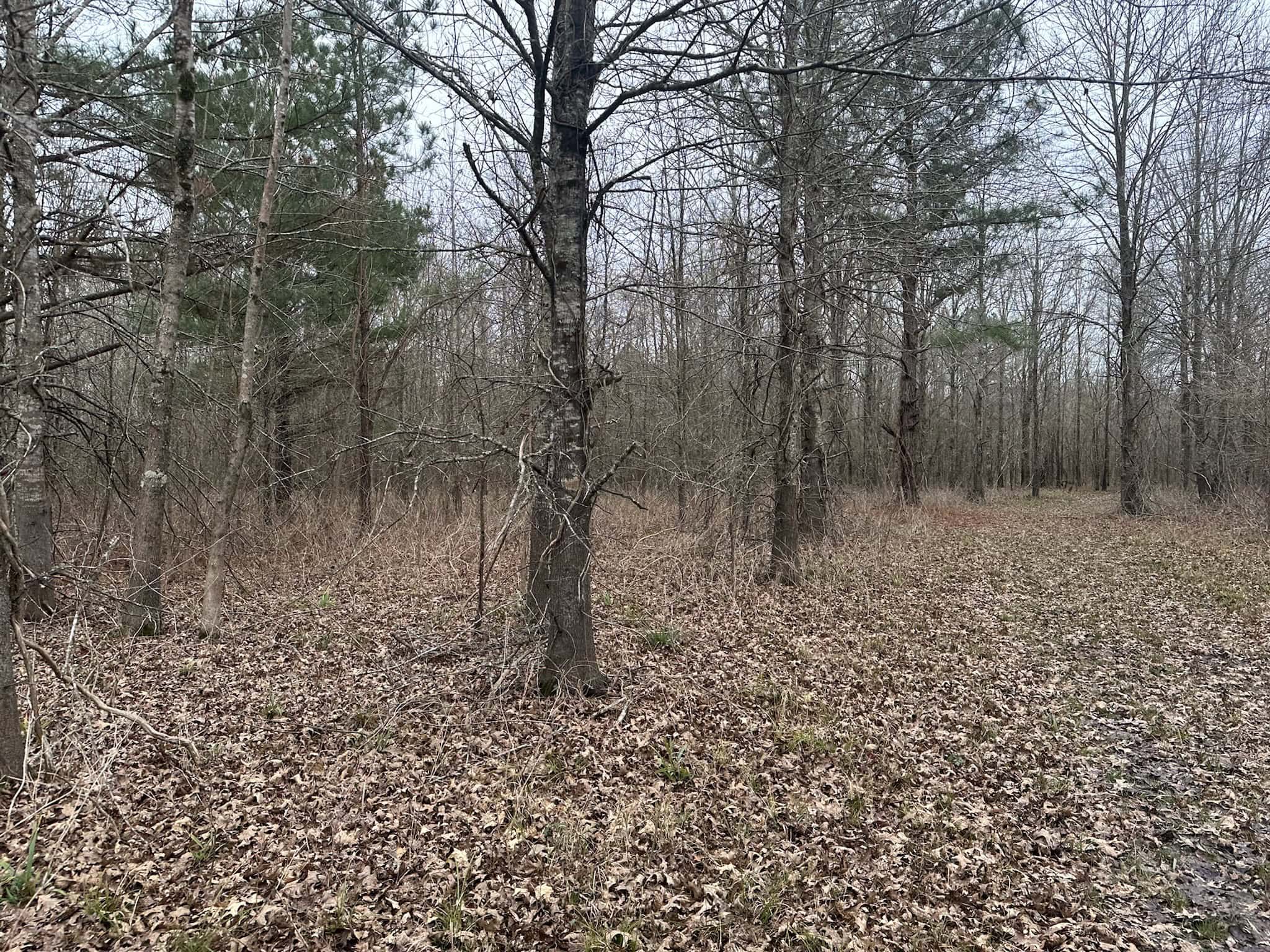Duck and Deer Hunting Land with a Camp Spot for Sale