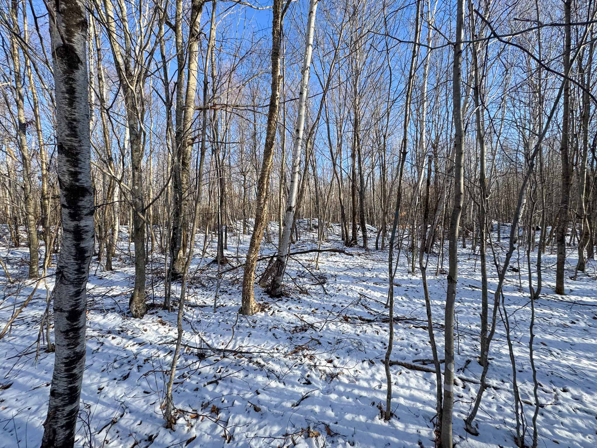 40 Acre Retreat Surrounded by The Downeast Lakes
