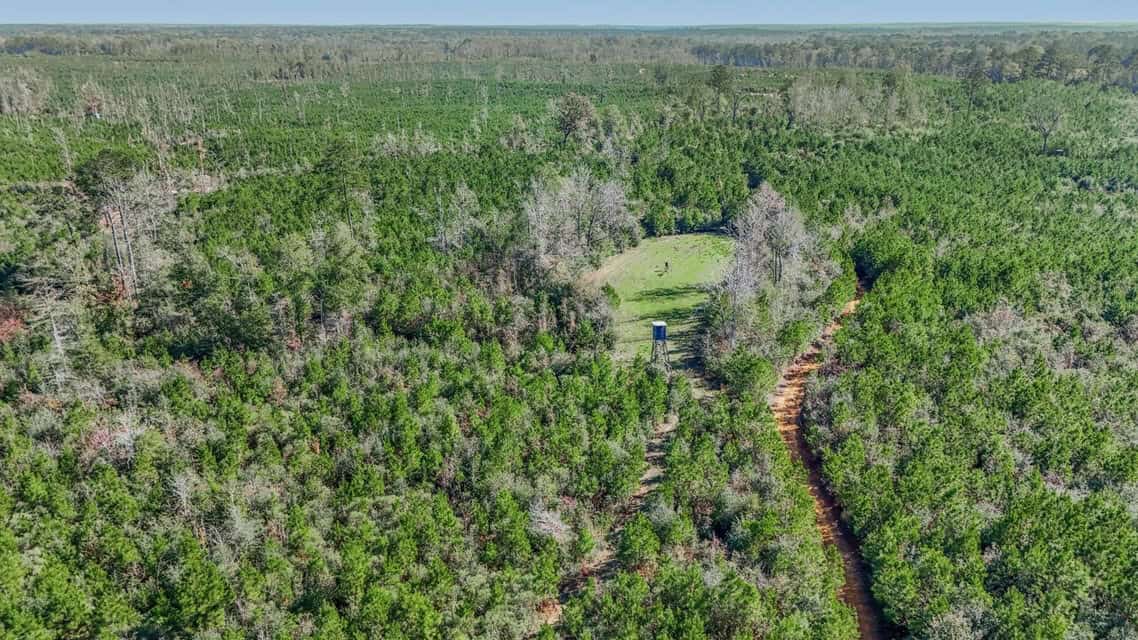 150 Acres For Sale Amite County – Will Divide
