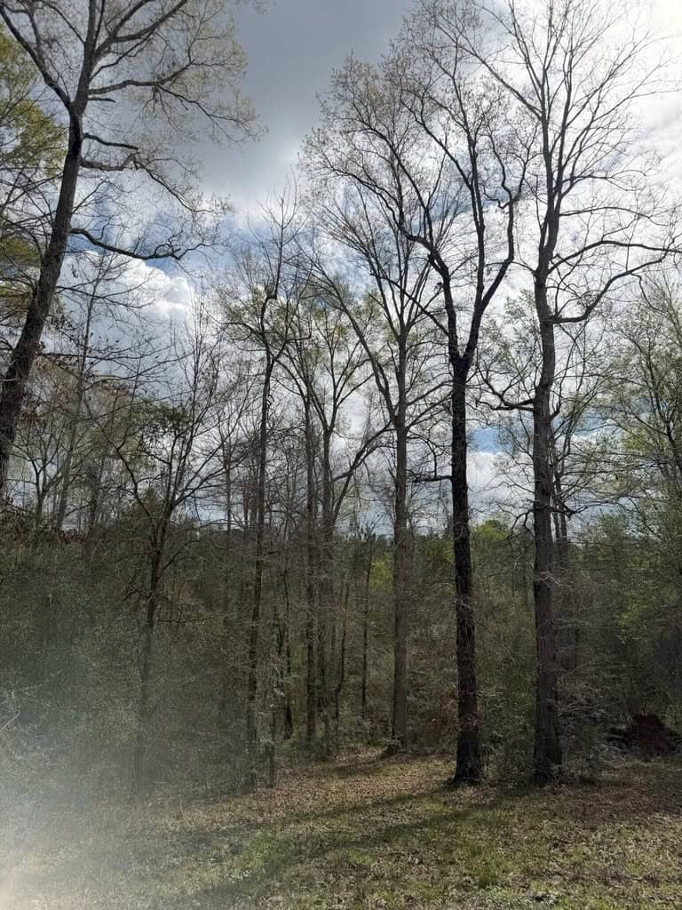 Hunting Land For Sale in Amite County MS