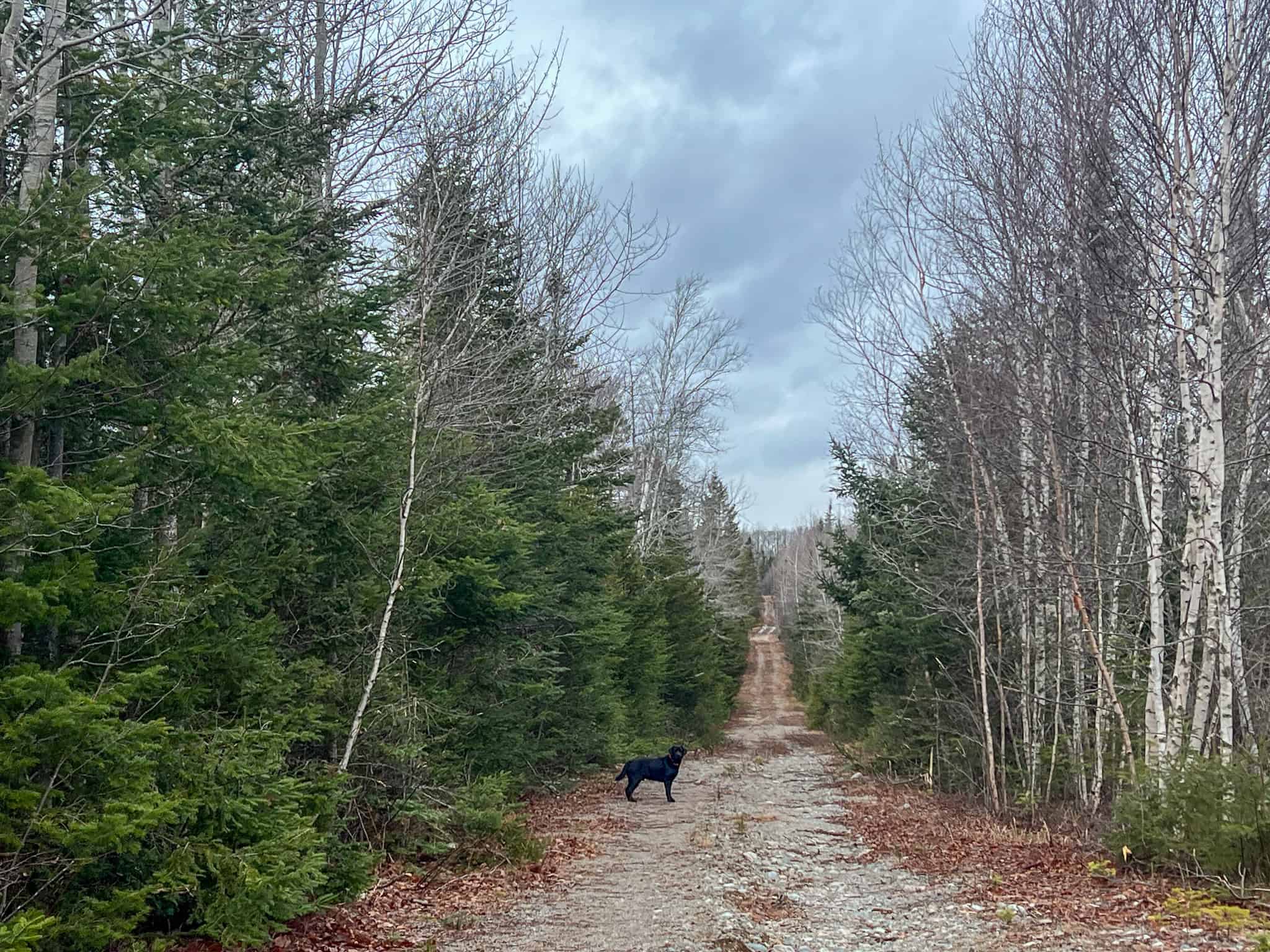 327± Acres with 3500 Feet of Brook Frontage