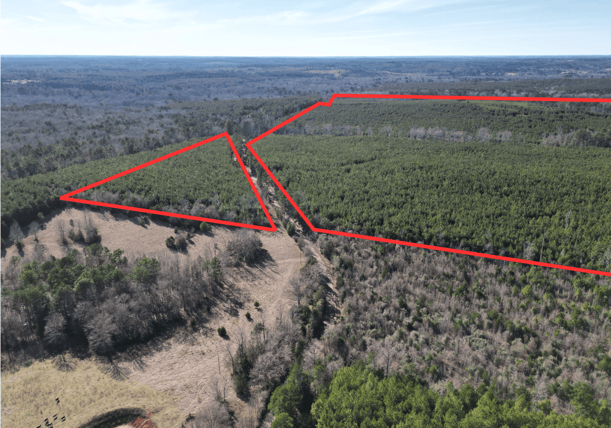 247.5 Acres of Timberland in Kildare, TX