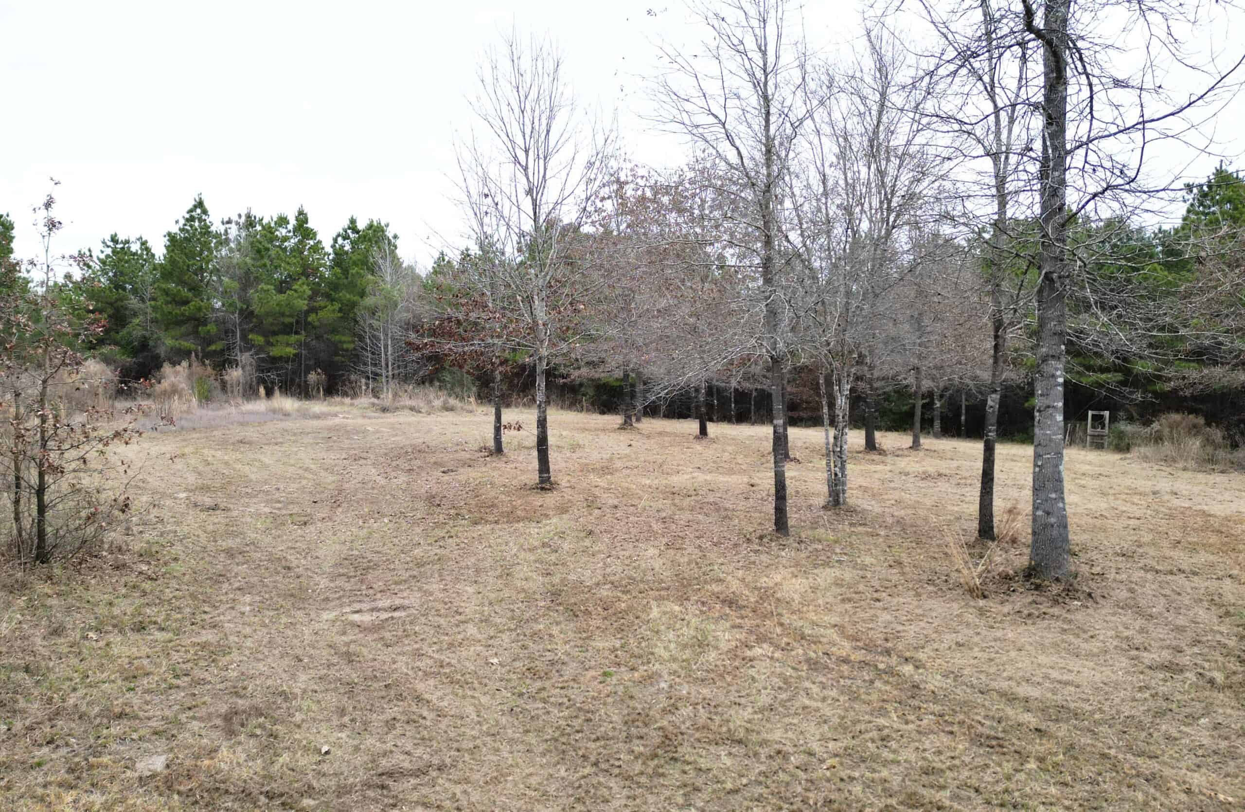 Secluded Recreational Paradise – ±37.19 Acres of Pine Timber