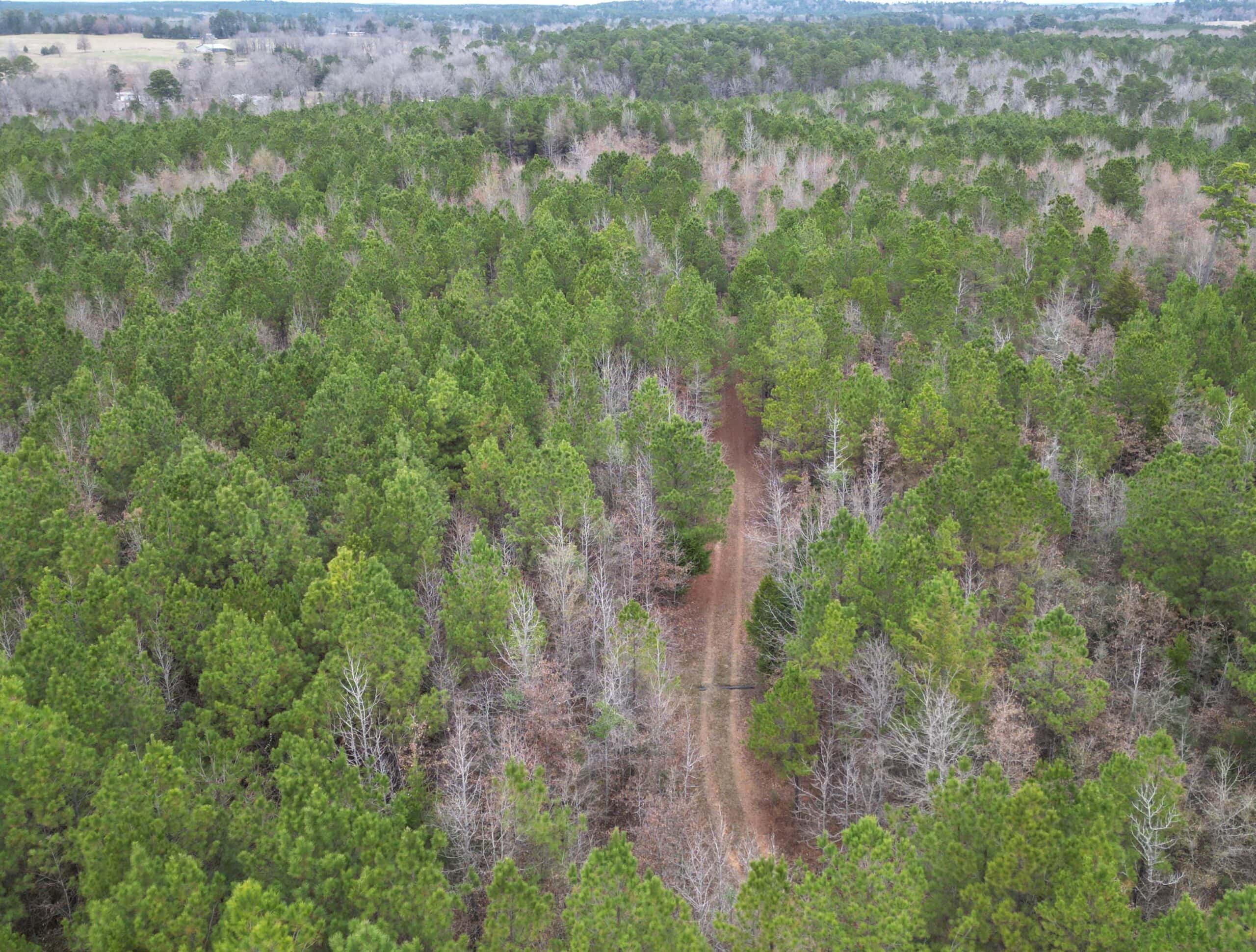 Secluded Recreational Paradise – ±37.19 Acres of Pine Timber