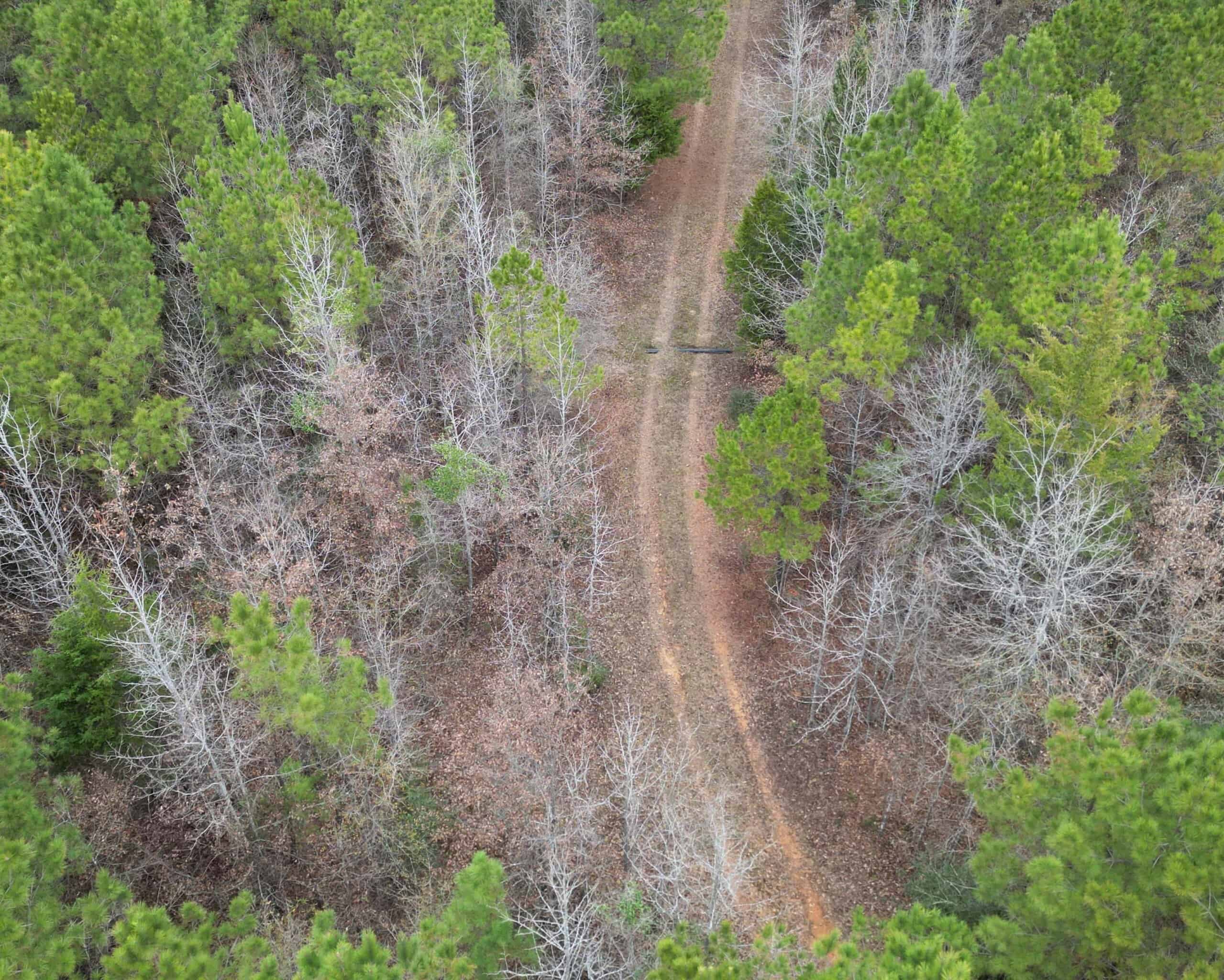Secluded Recreational Paradise – ±37.19 Acres of Pine Timber