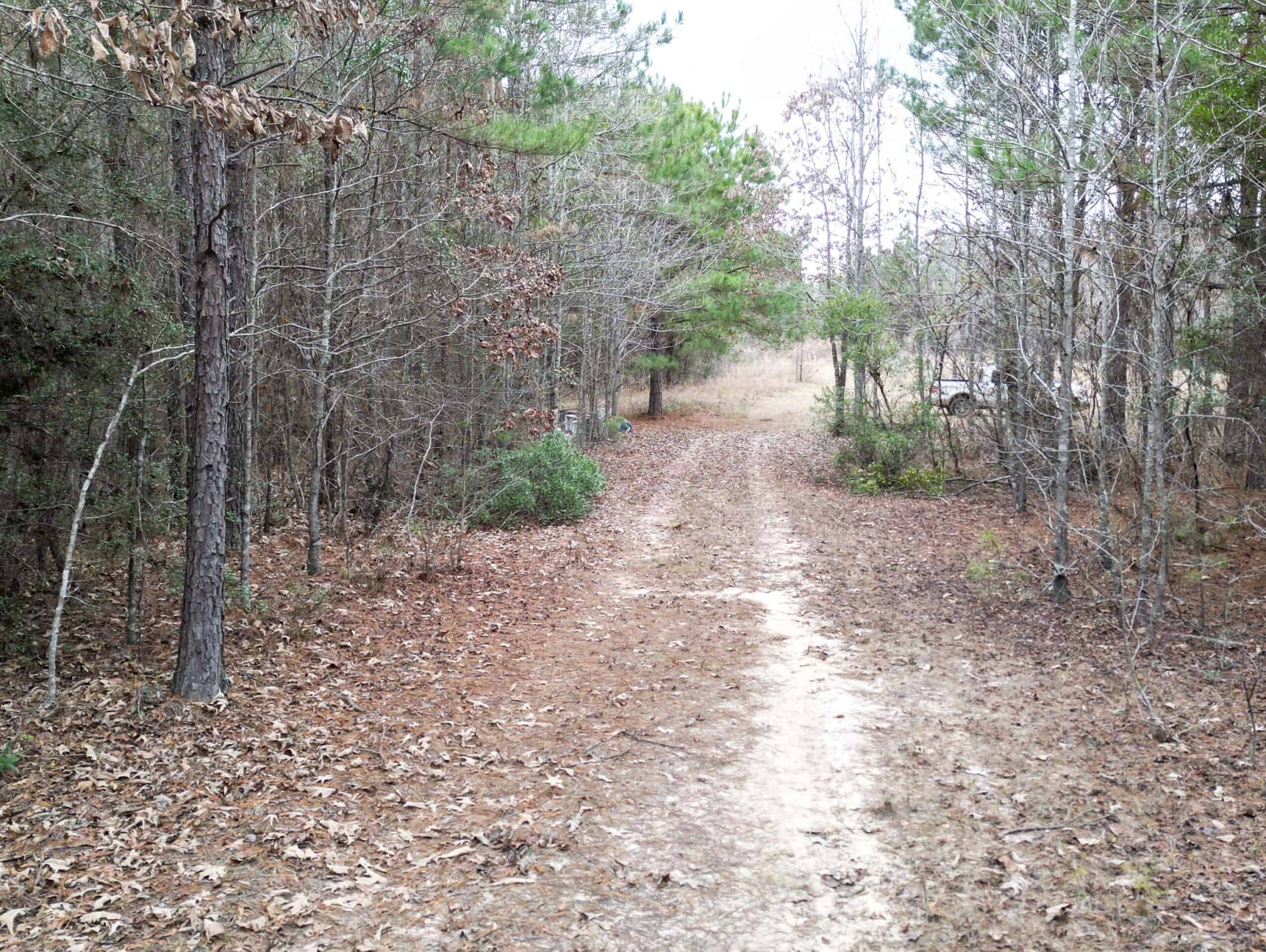 Secluded Recreational Paradise – ±37.19 Acres of Pine Timber