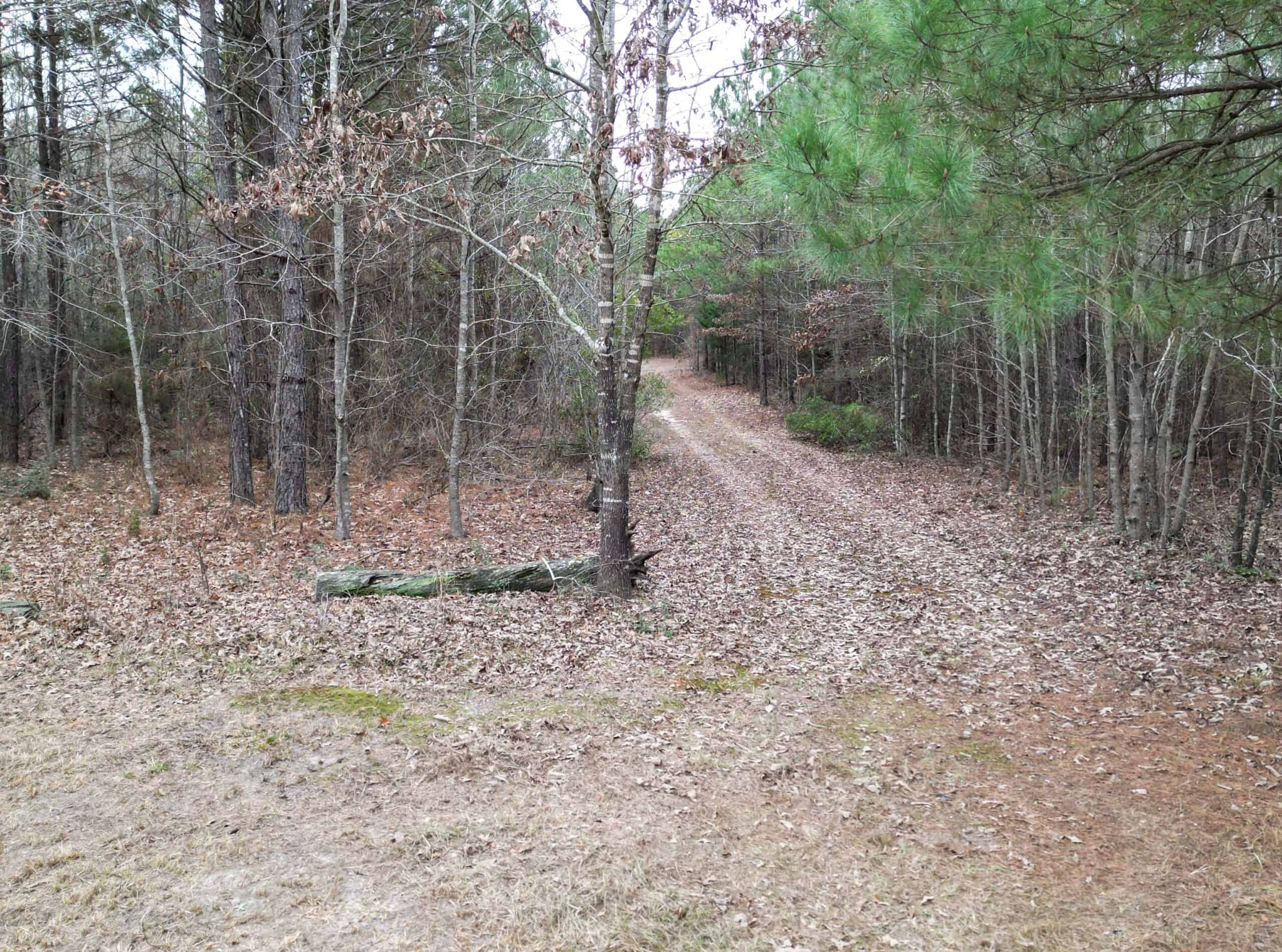 Secluded Recreational Paradise – ±37.19 Acres of Pine Timber