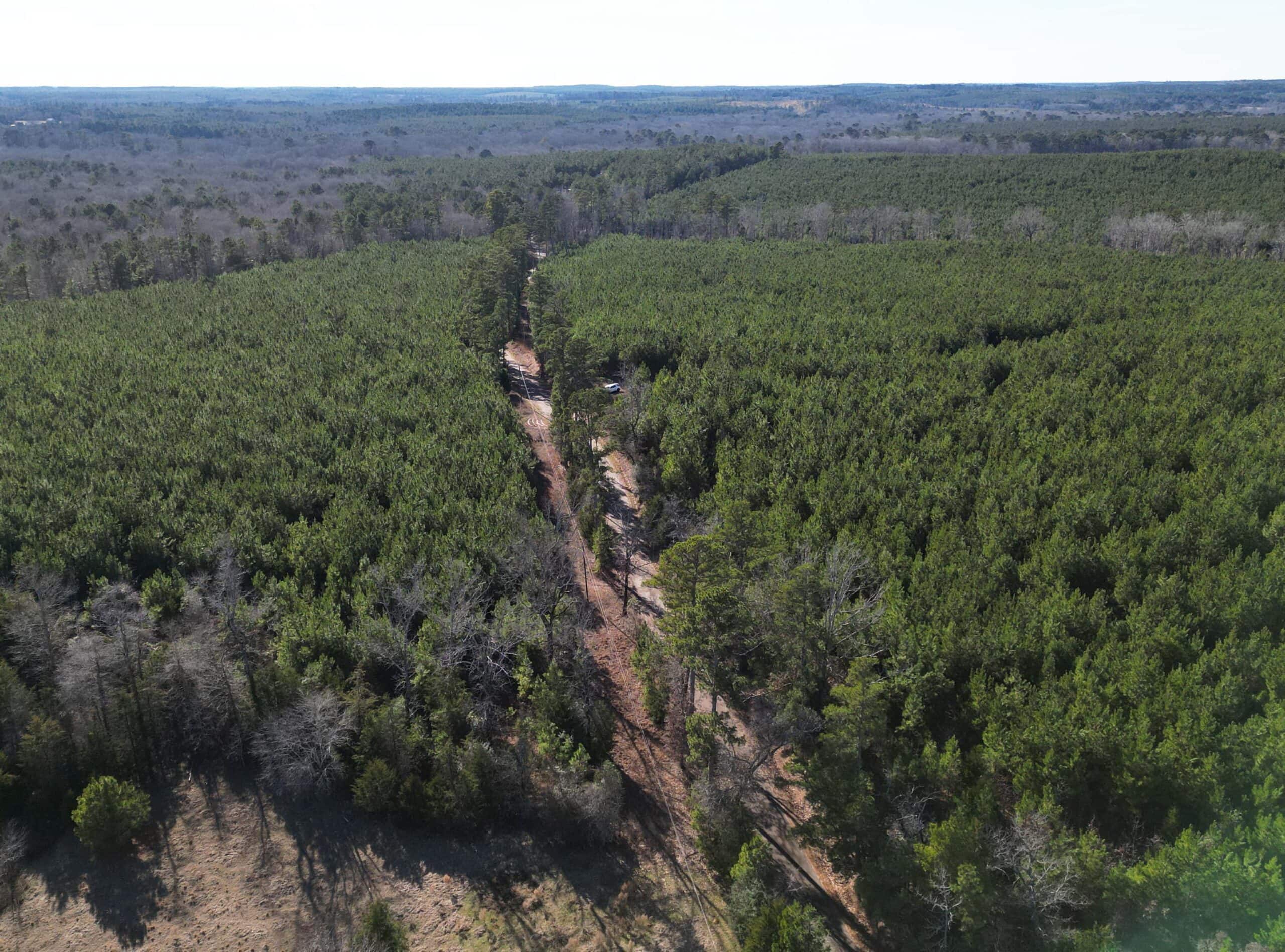 247.5 Acres of Timberland in Kildare, TX