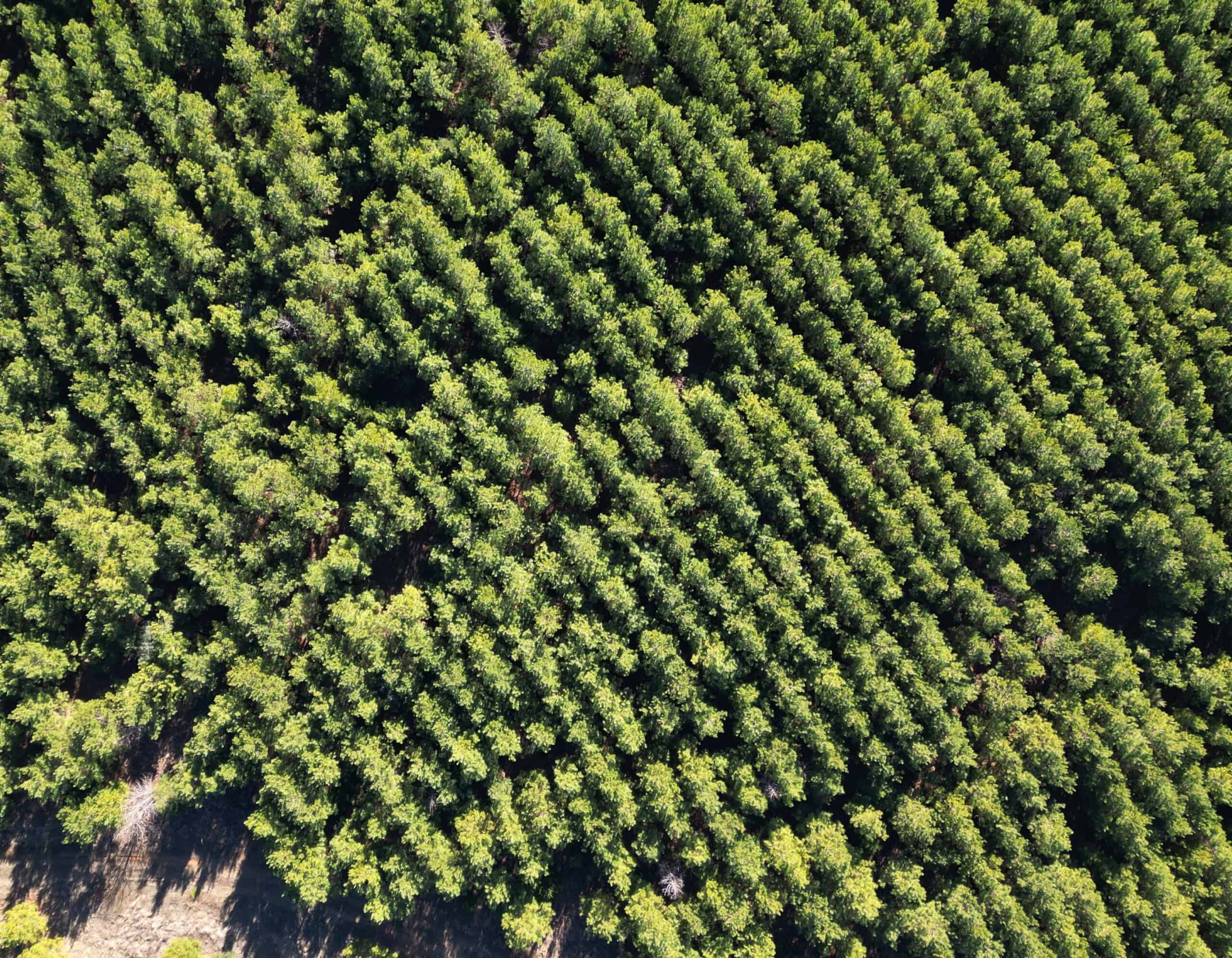 247.5 Acres of Timberland in Kildare, TX