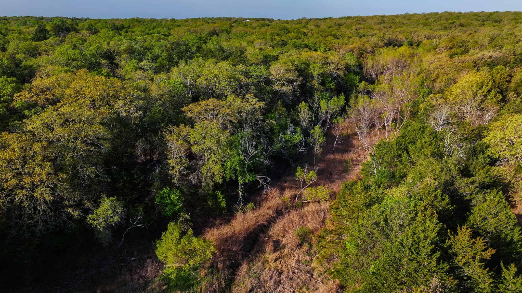 485 acre Hunting Ranch in Montague County Texas