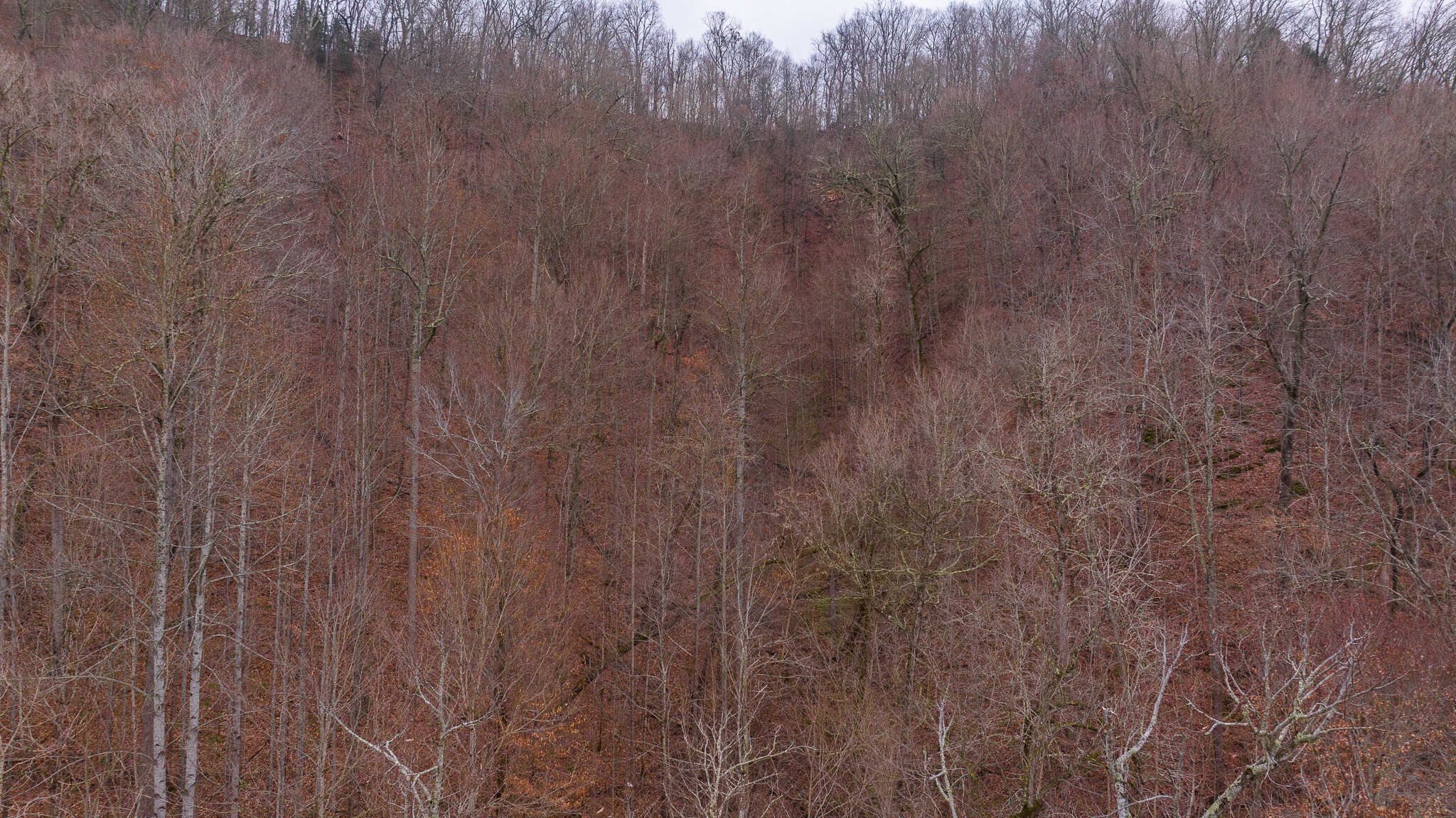 East Tennessee Farm for Sale – 74.83 Acres in Greene County