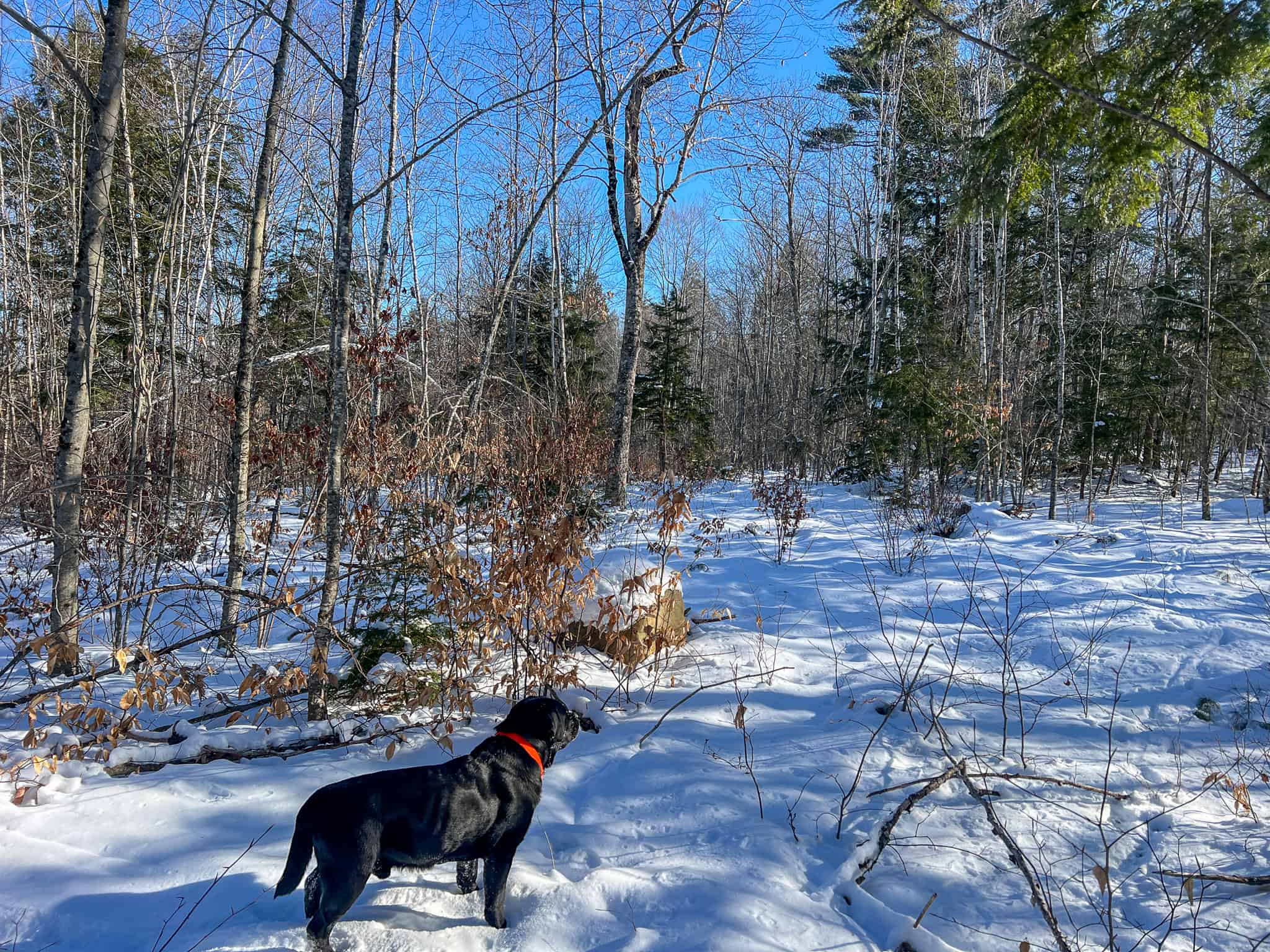 Escape to the Serenity of Nature – 21.535 Acres in Porter, Maine