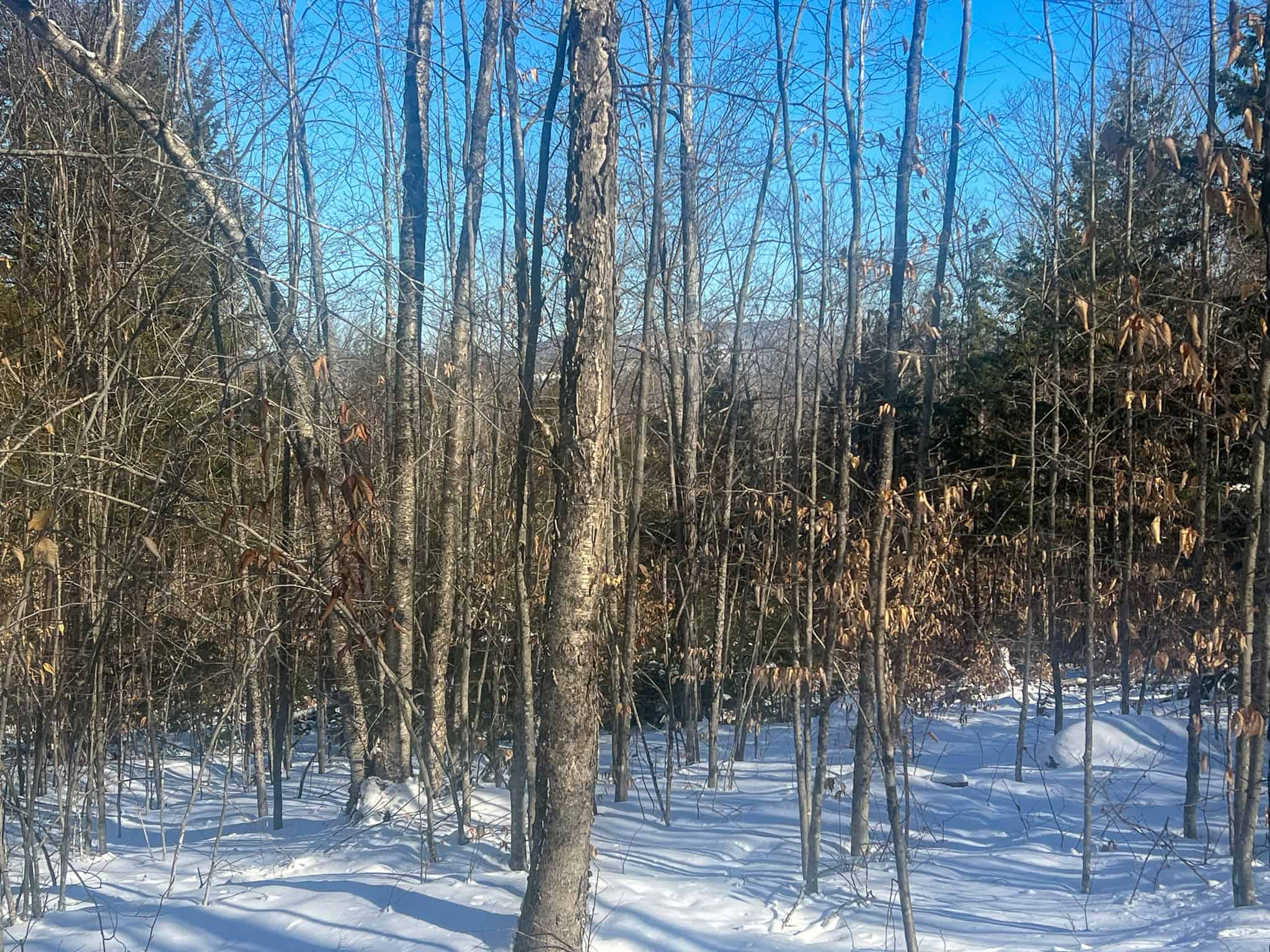 Escape to the Serenity of Nature – 21.535 Acres in Porter, Maine
