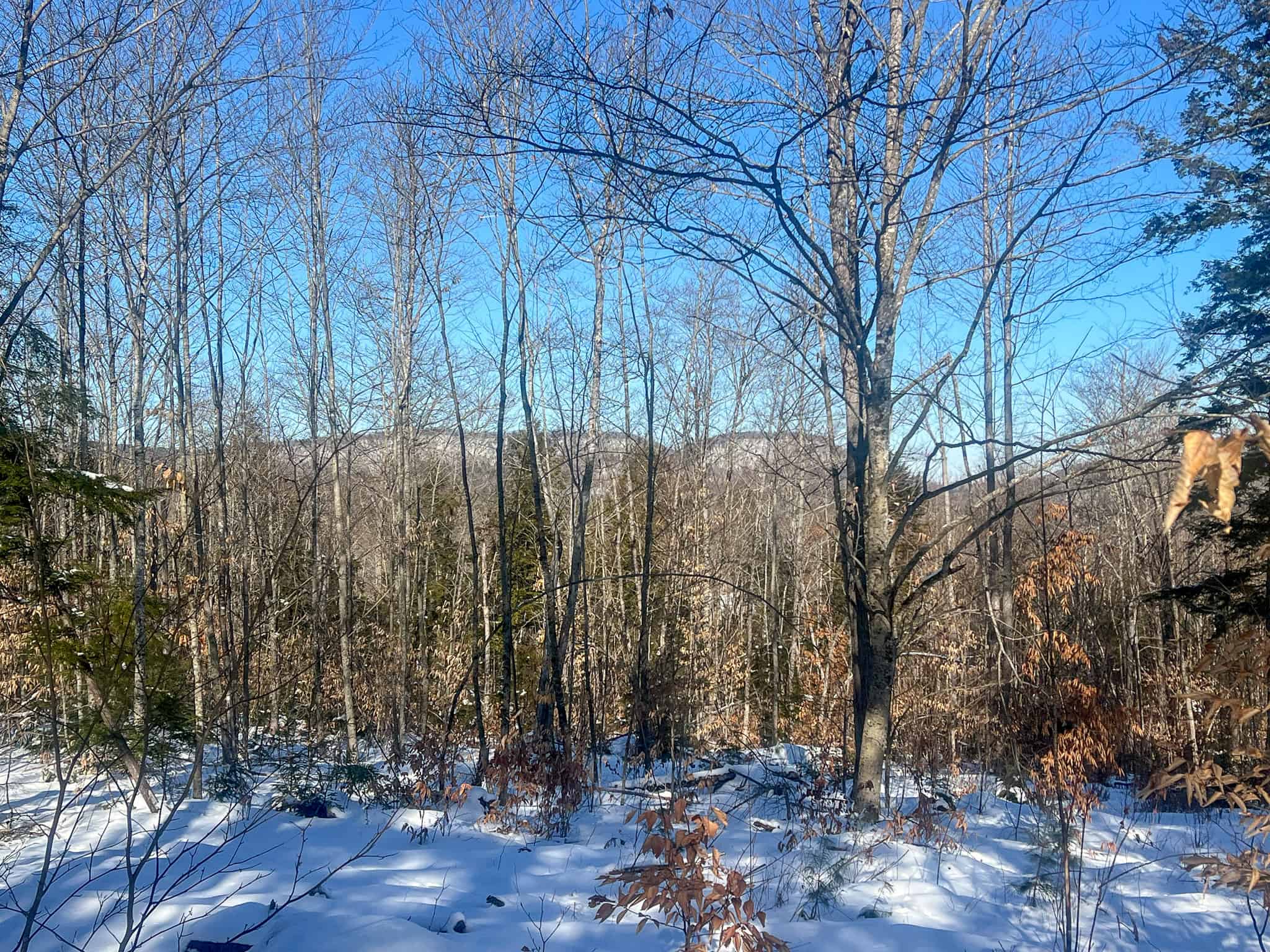 Escape to the Serenity of Nature – 21.535 Acres in Porter, Maine