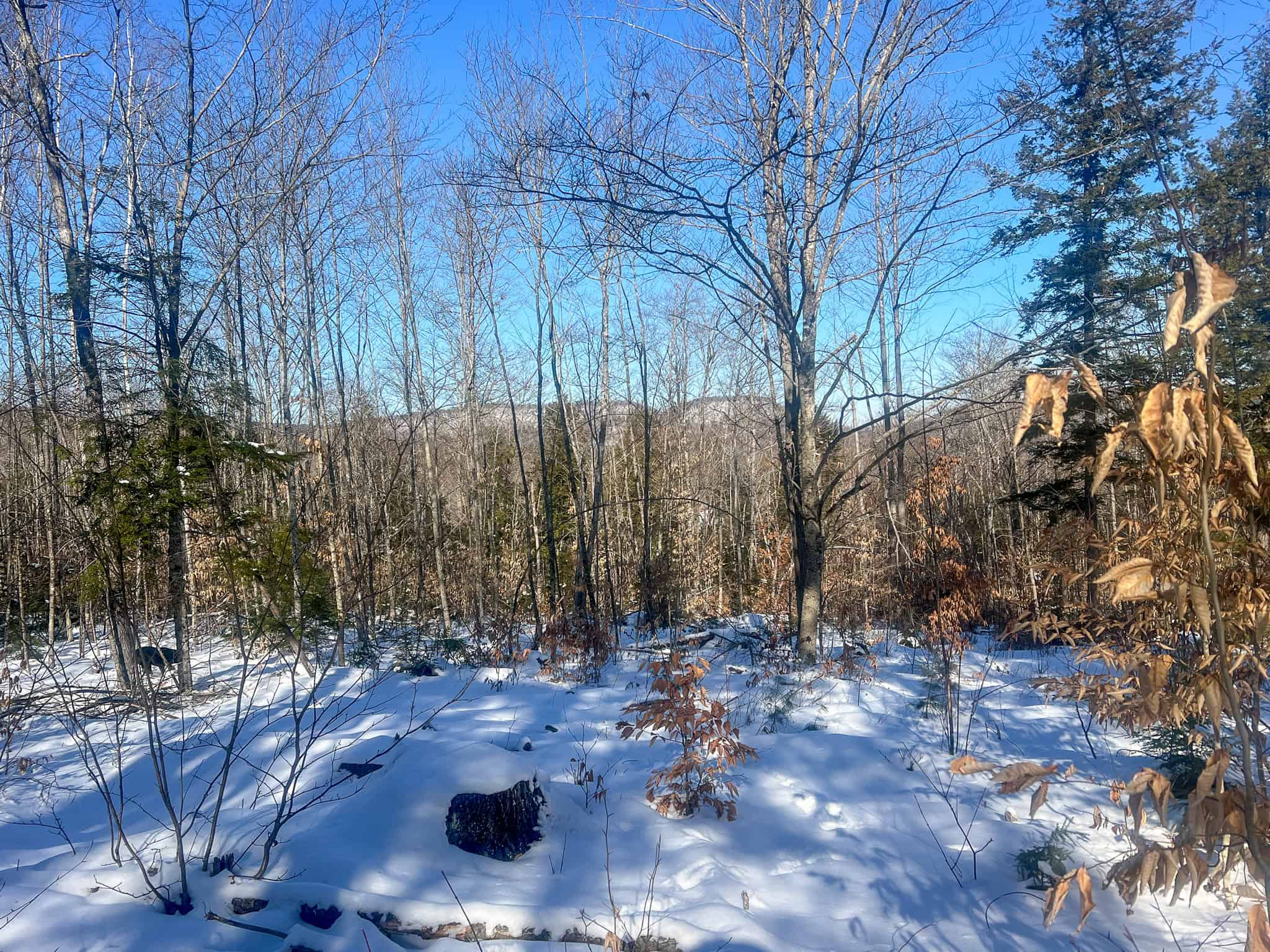 Escape to the Serenity of Nature – 21.535 Acres in Porter, Maine