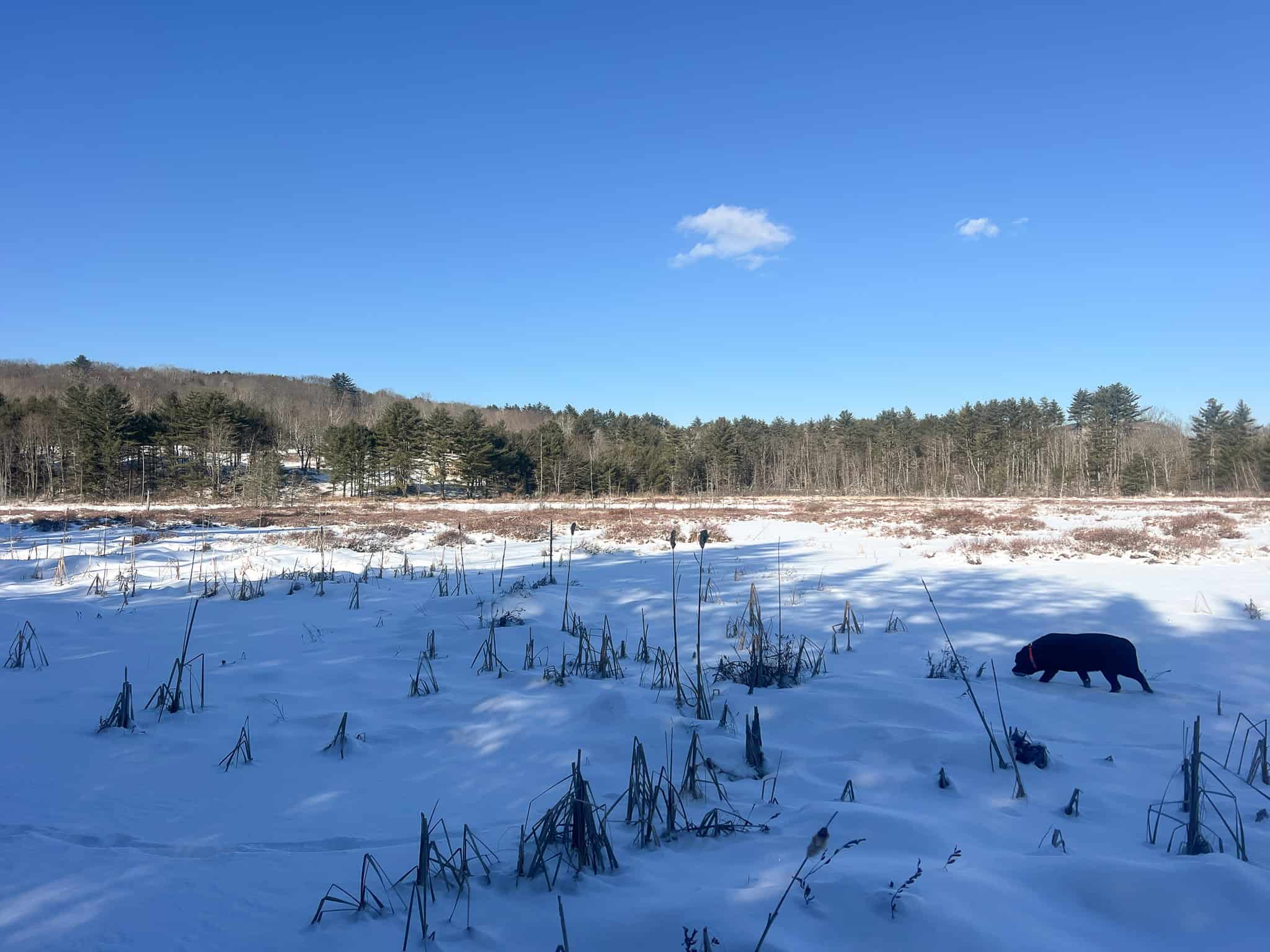 Escape to the Serenity of Nature – 21.535 Acres in Porter, Maine