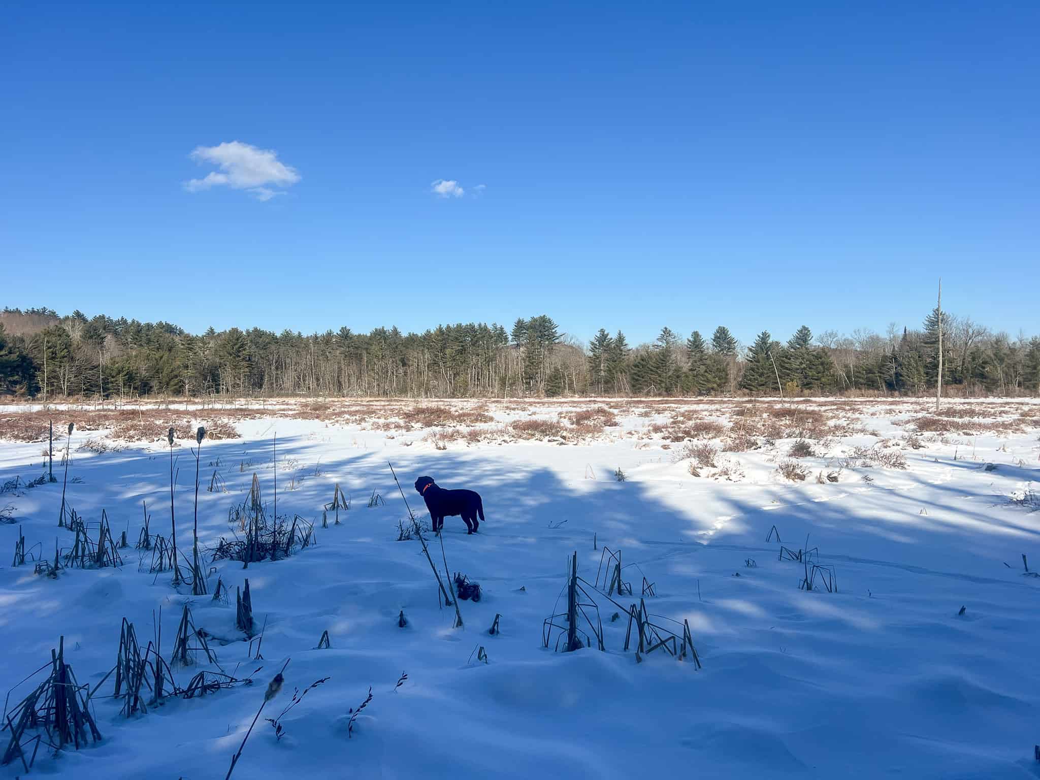 Escape to the Serenity of Nature – 21.535 Acres in Porter, Maine