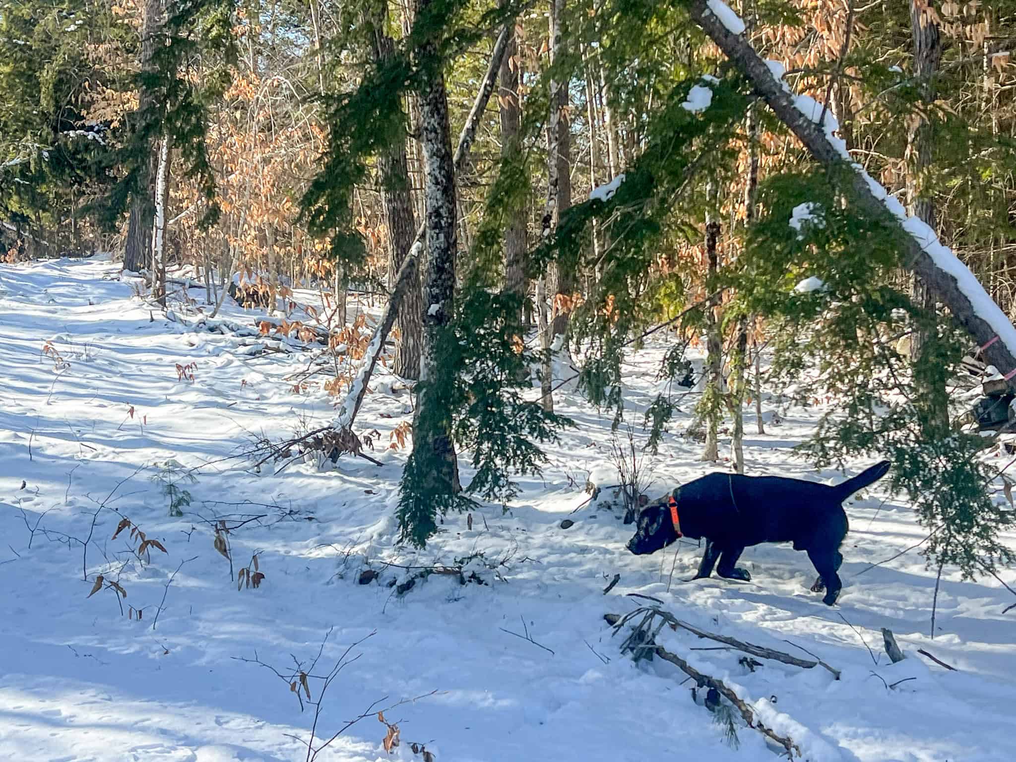 Escape to the Serenity of Nature – 21.535 Acres in Porter, Maine