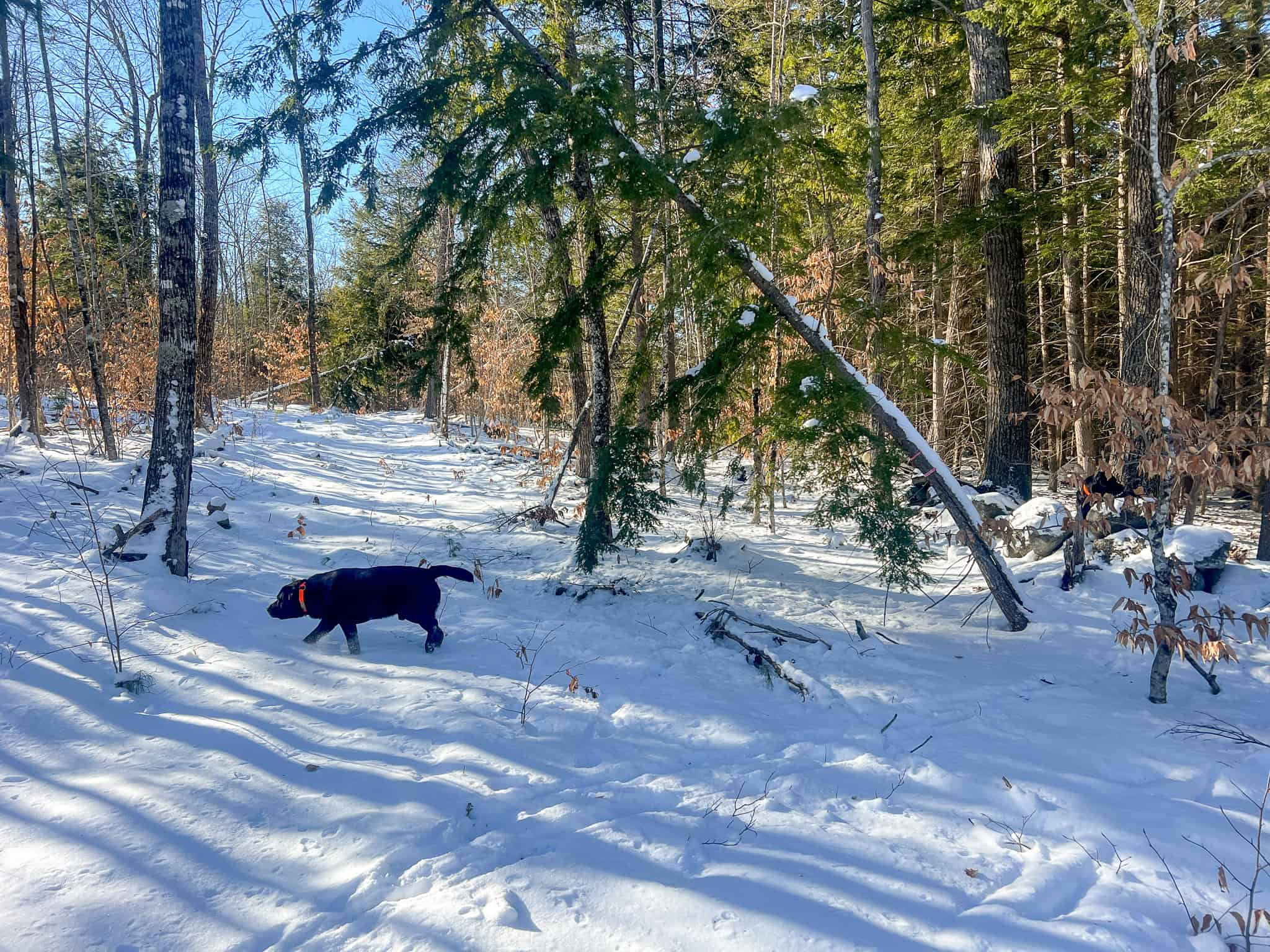 Escape to the Serenity of Nature – 21.535 Acres in Porter, Maine
