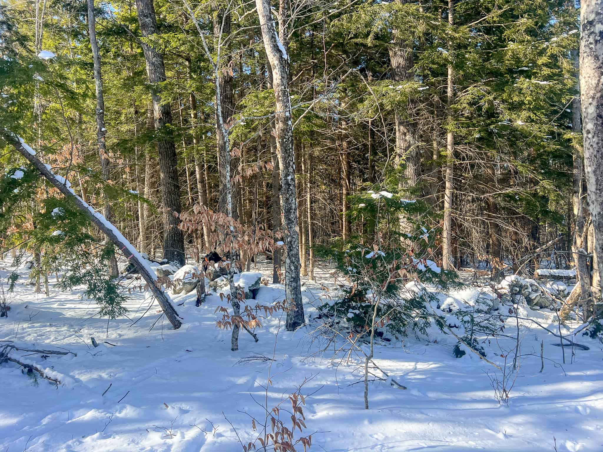 Escape to the Serenity of Nature – 21.535 Acres in Porter, Maine