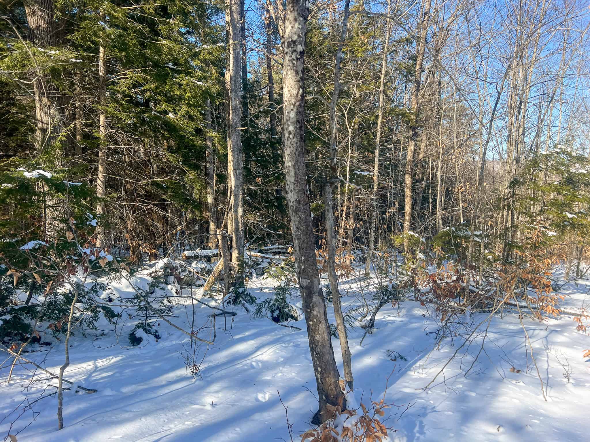 Escape to the Serenity of Nature – 21.535 Acres in Porter, Maine