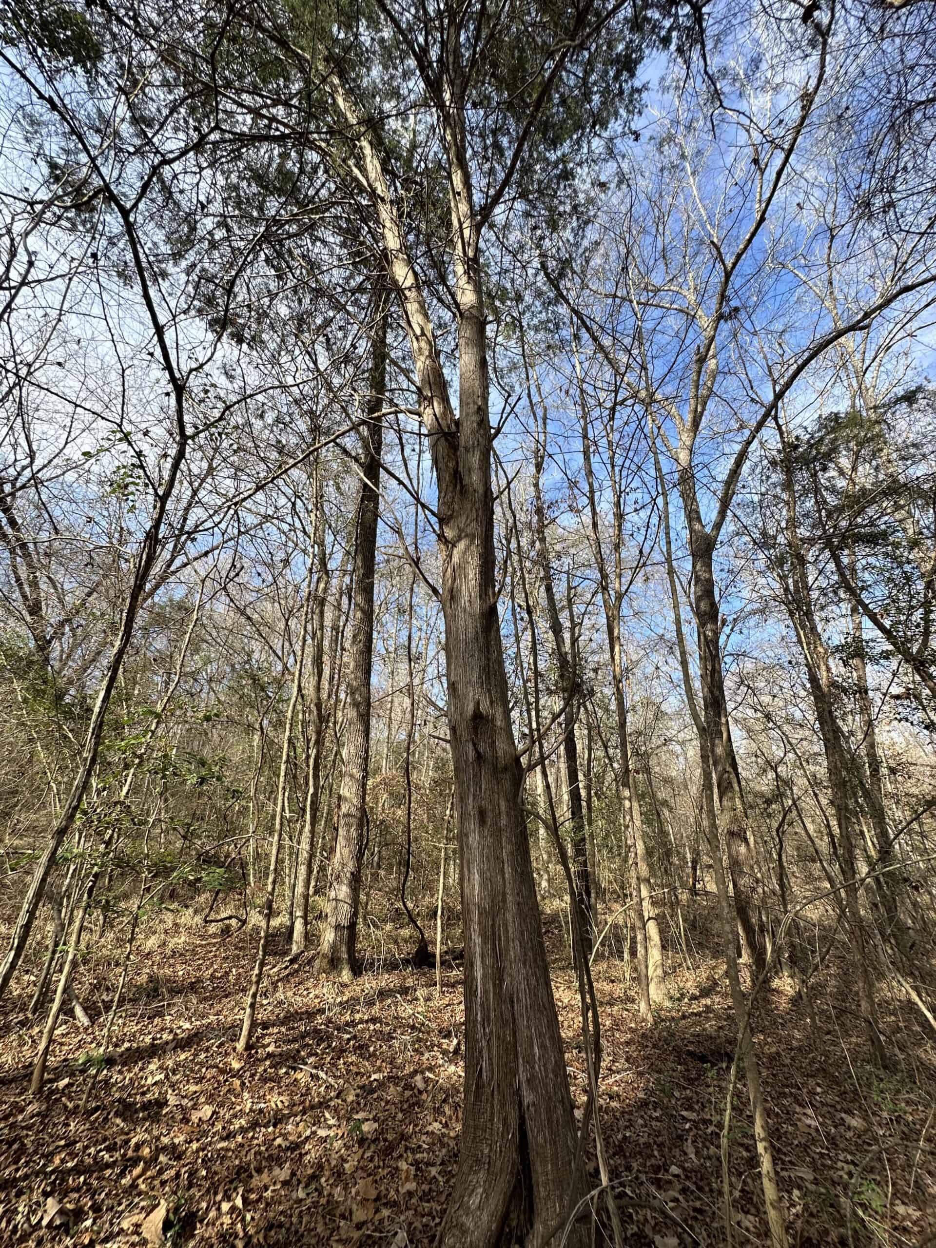 East Texas Recreational/Hunting Land For Sale