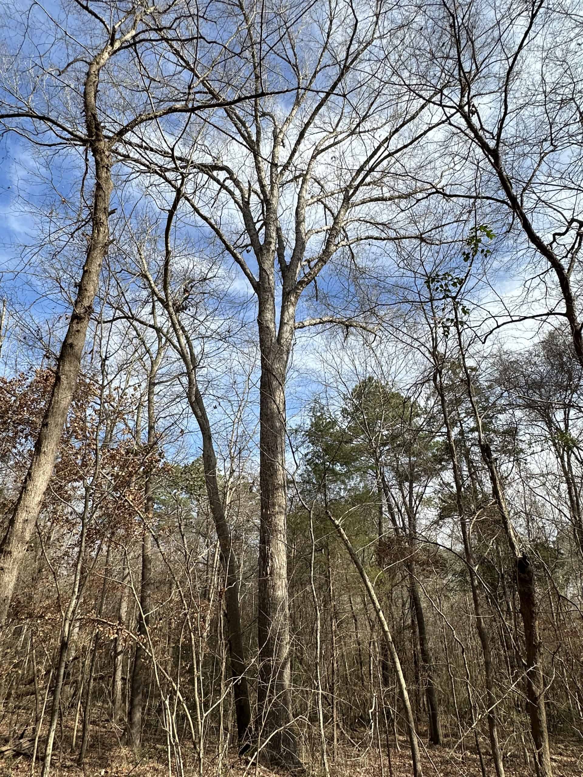 East Texas Recreational/Hunting Land For Sale