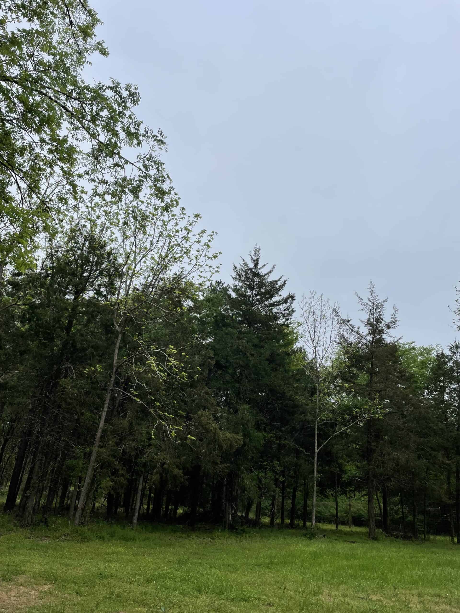 East Texas Recreational/Hunting Land For Sale