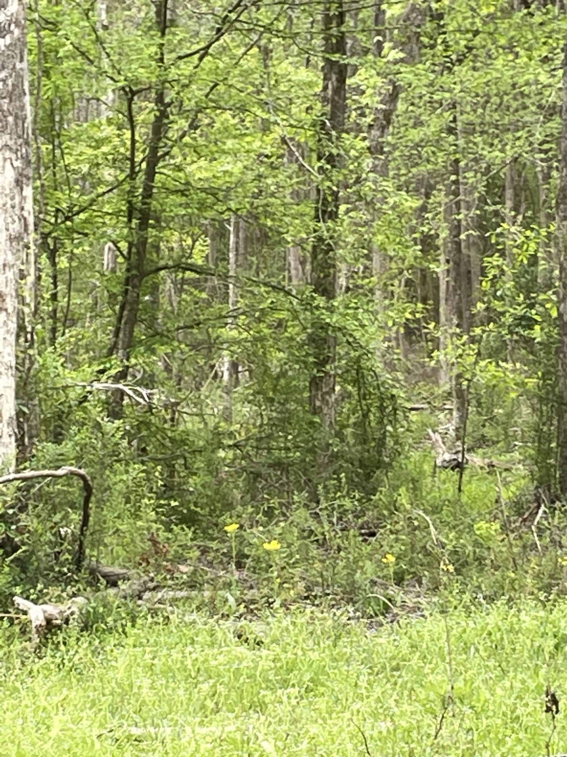 East Texas Recreational/Hunting Land For Sale