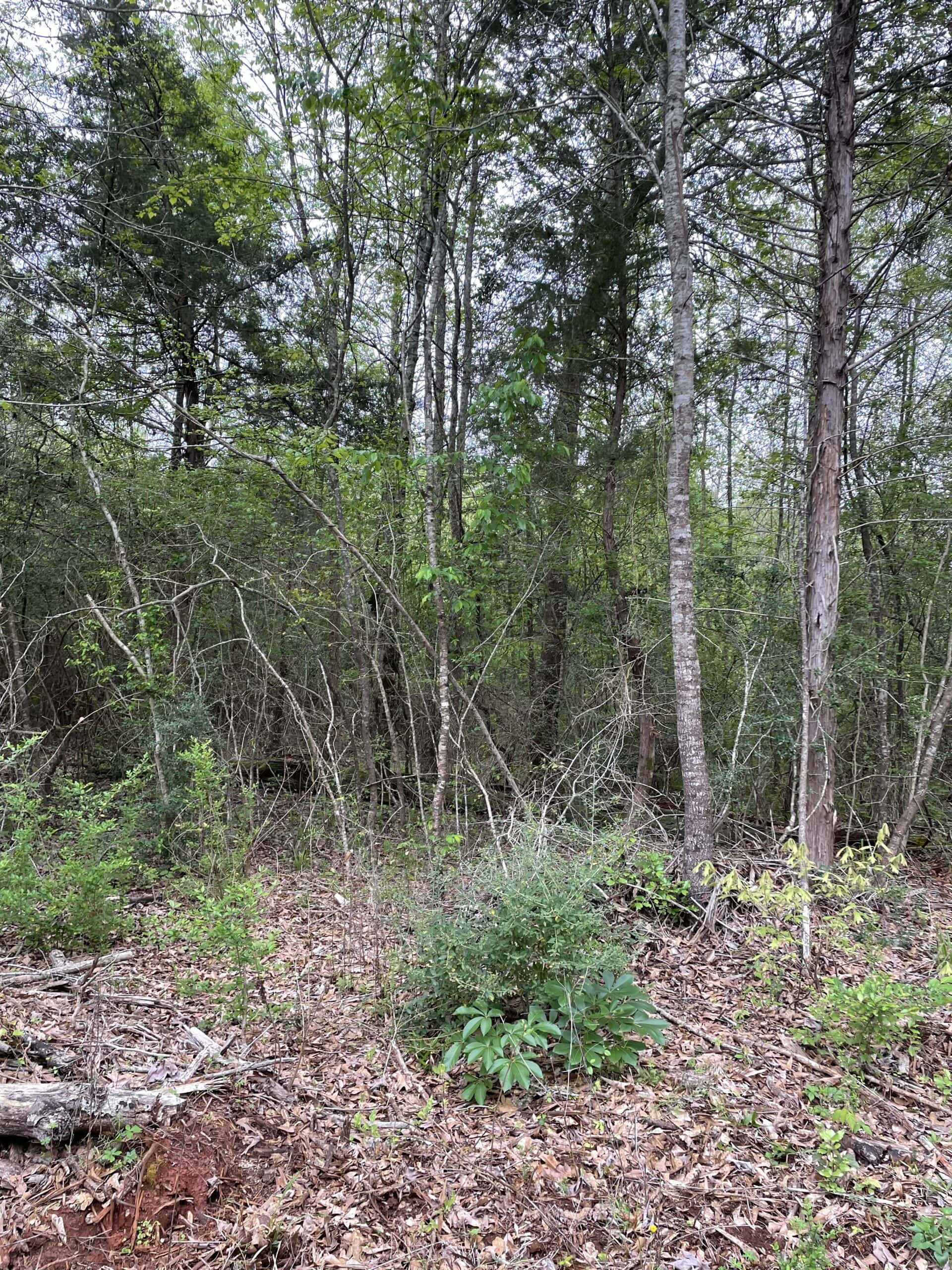 East Texas Recreational/Hunting Land For Sale