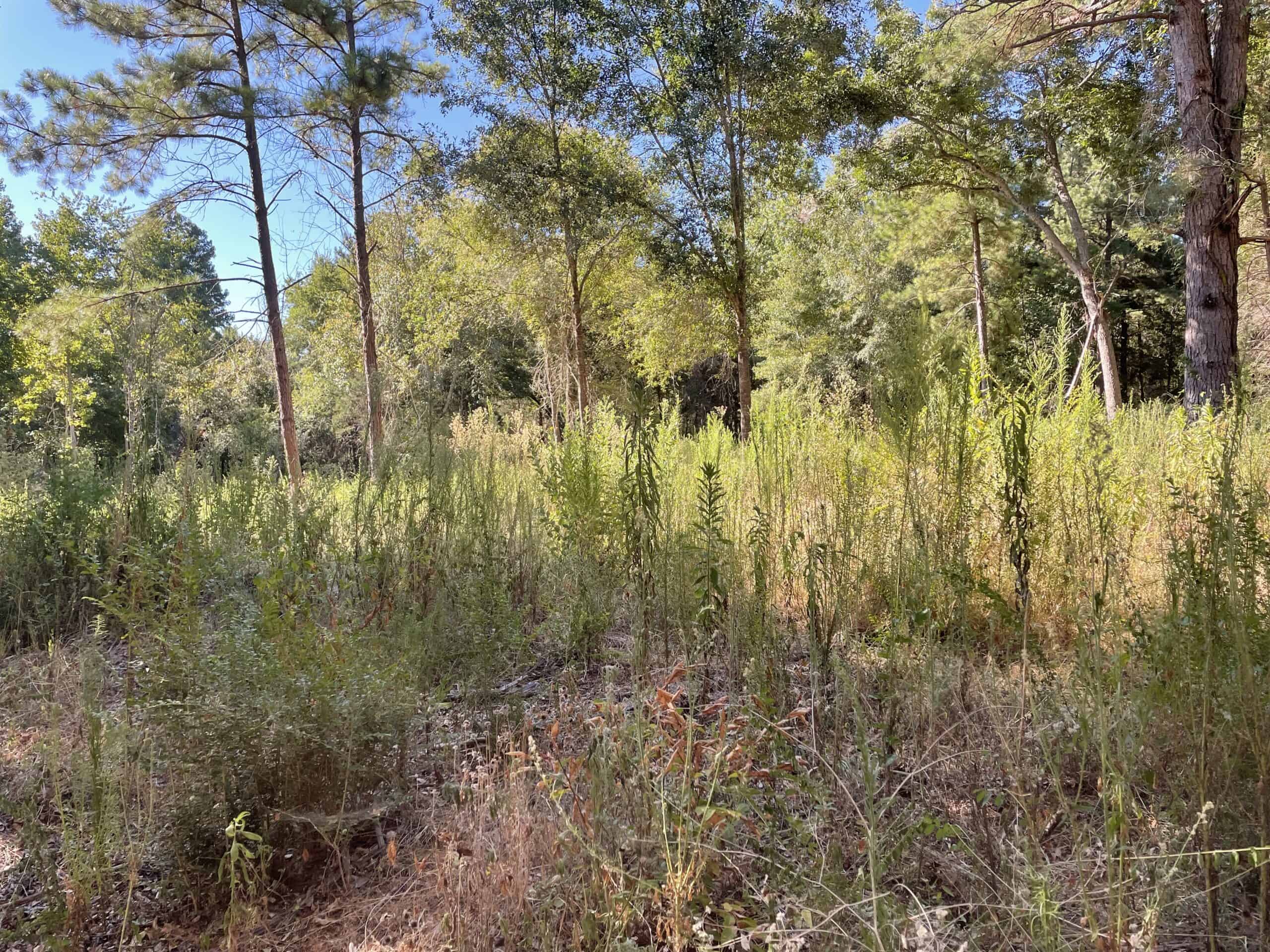 East Texas Recreational/Hunting Land For Sale