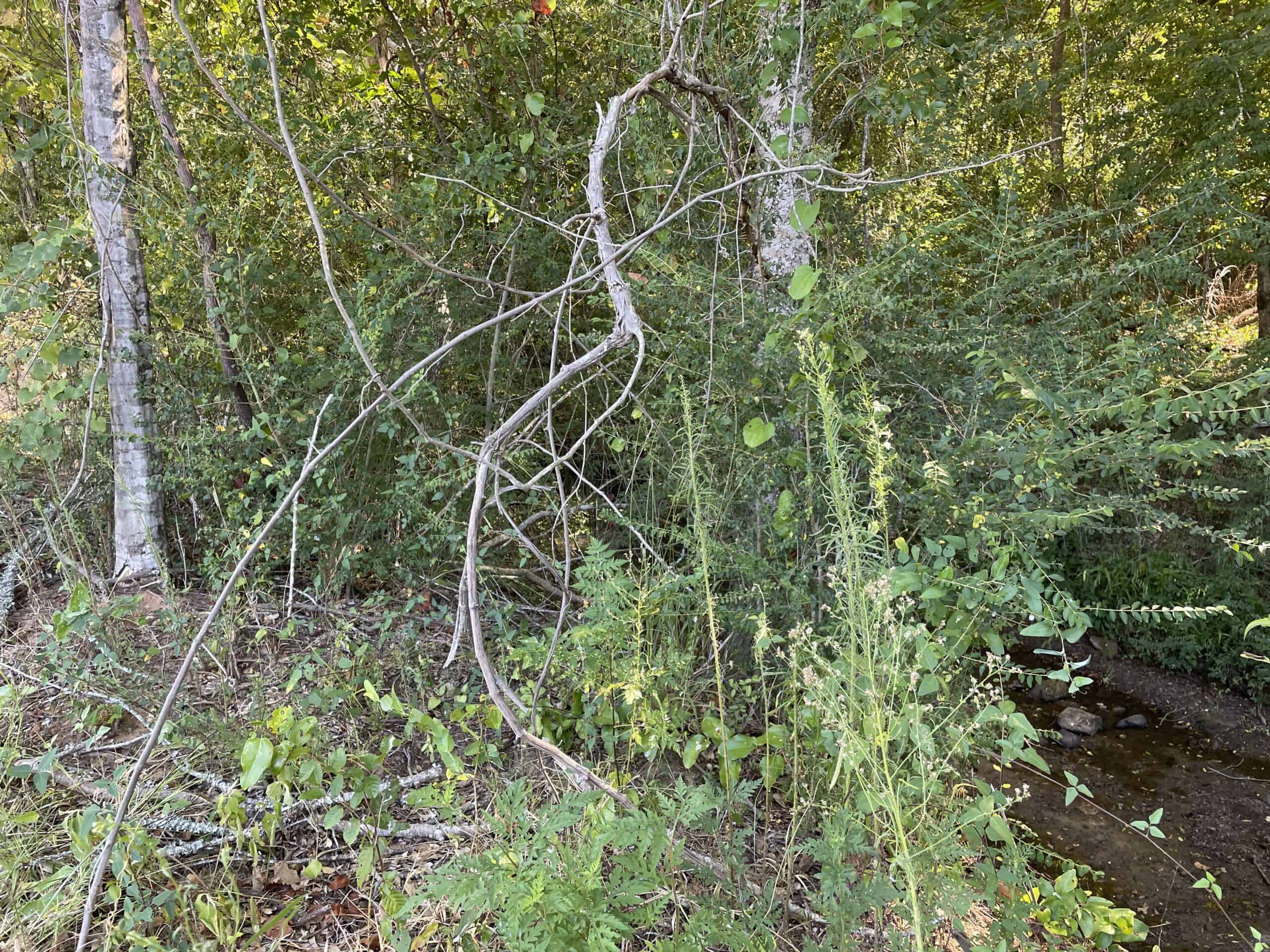 East Texas Recreational/Hunting Land For Sale