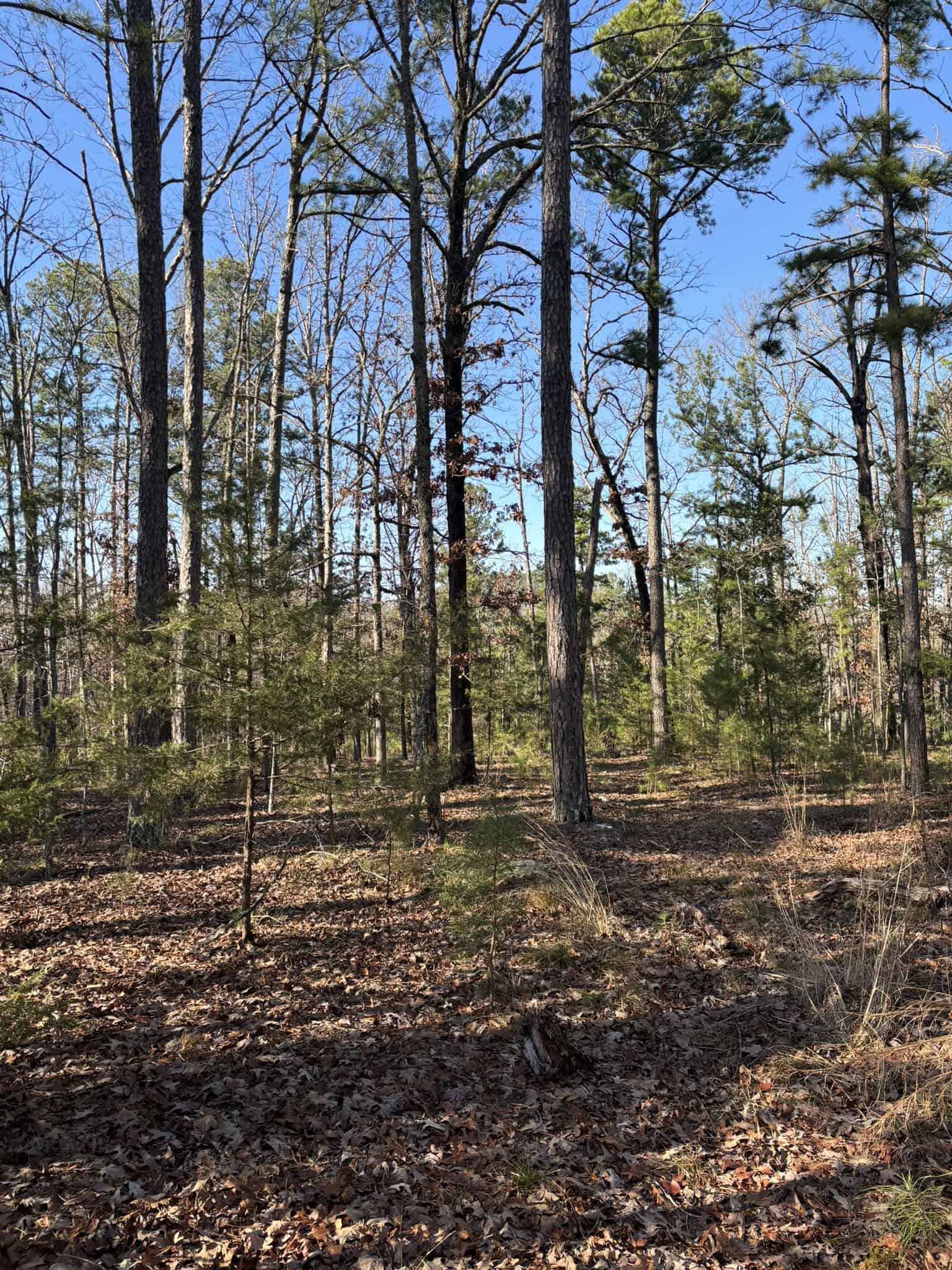 Land for Sale in North Central Arkansas