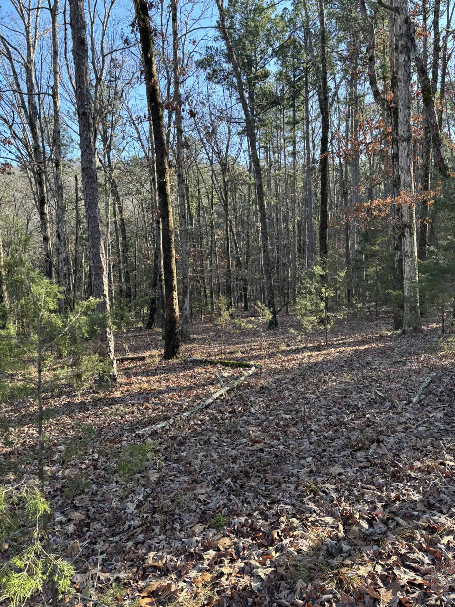 Land for Sale in North Central Arkansas