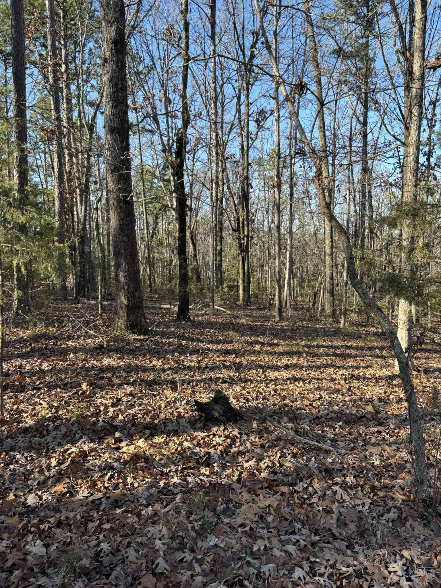 Land for Sale in North Central Arkansas
